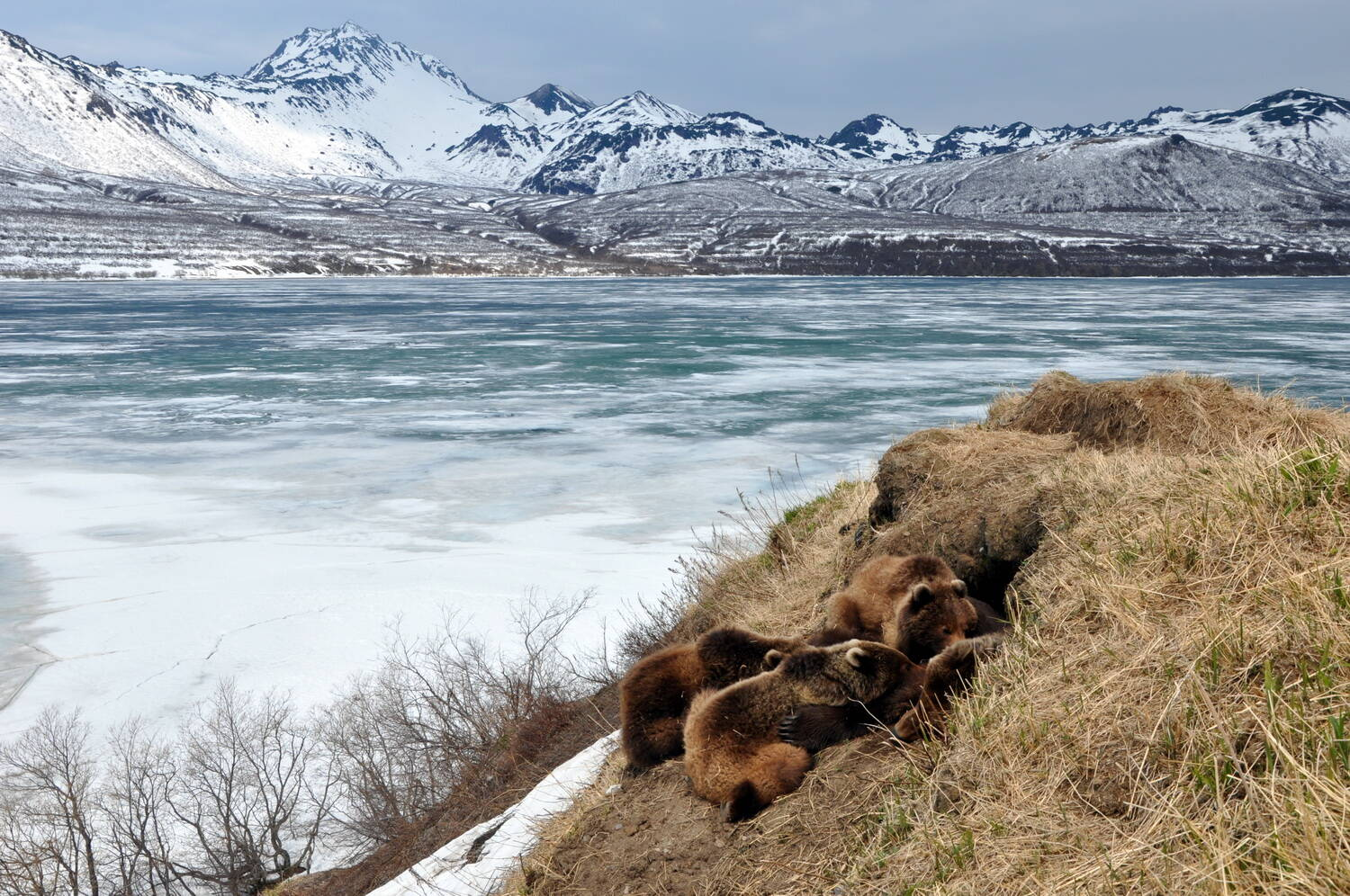 That case when work is life!... - The Bears, Brown bears, Wild animals, Kamchatka, Kuril lake, Reserves and sanctuaries, Vocation, Работа мечты, Longpost