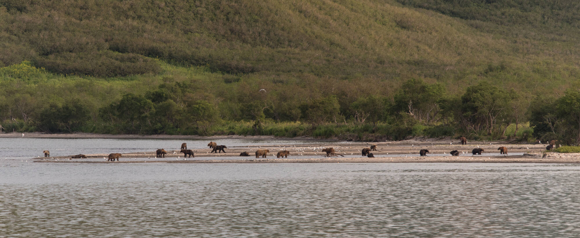 That case when work is life!... - The Bears, Brown bears, Wild animals, Kamchatka, Kuril lake, Reserves and sanctuaries, Vocation, Работа мечты, Longpost