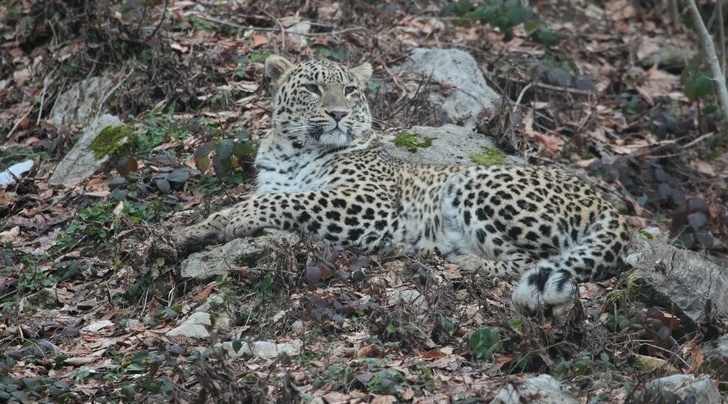 Leopards return to the Caucasus - Snow Leopard, Caucasus, Big cats, Leopard, Russia, Animals, North Ossetia Alania, Video, Longpost, news