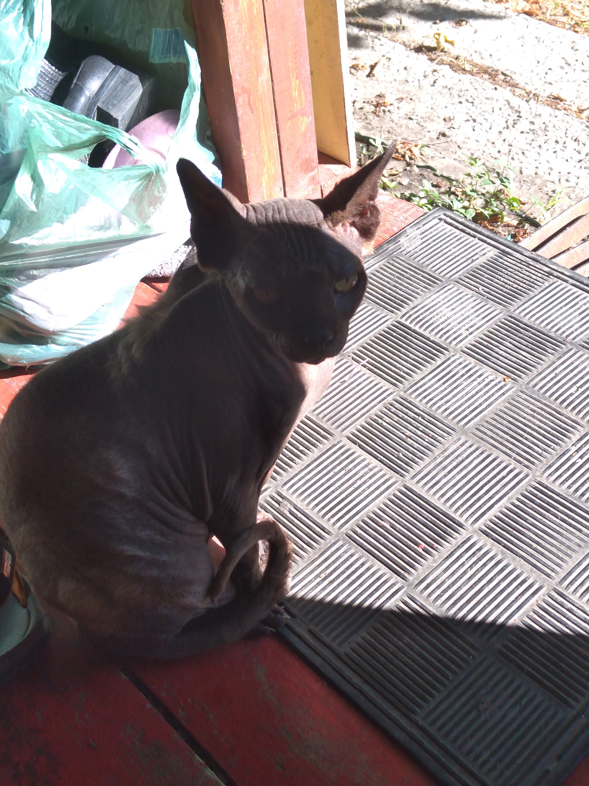 Who needs a Sphynx cat? Saratov - My, cat, Homeless animals, Longpost, Sphinx, In good hands, No rating, Saratov