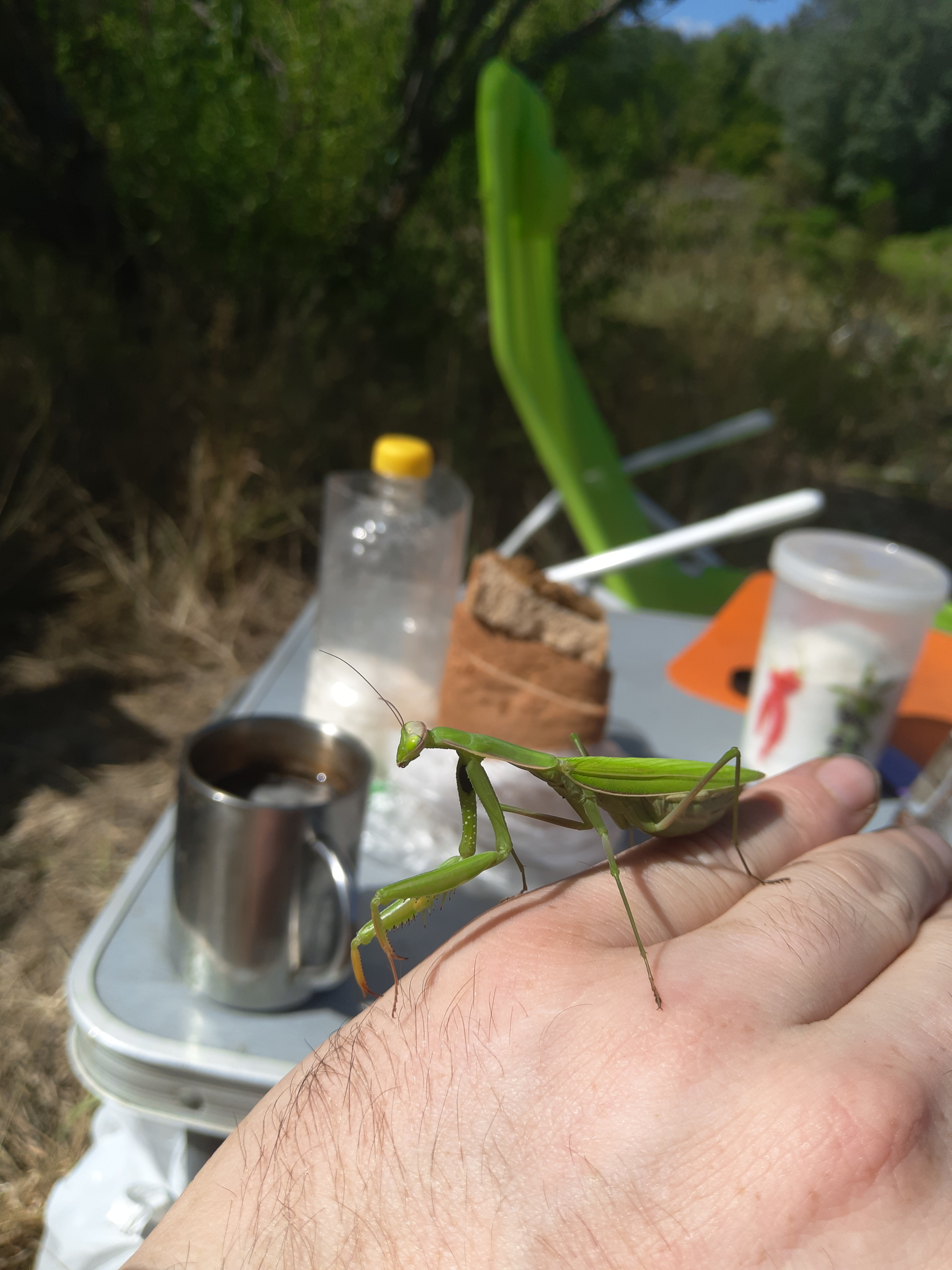 Last days of summer - My, Voronezh, Mantis