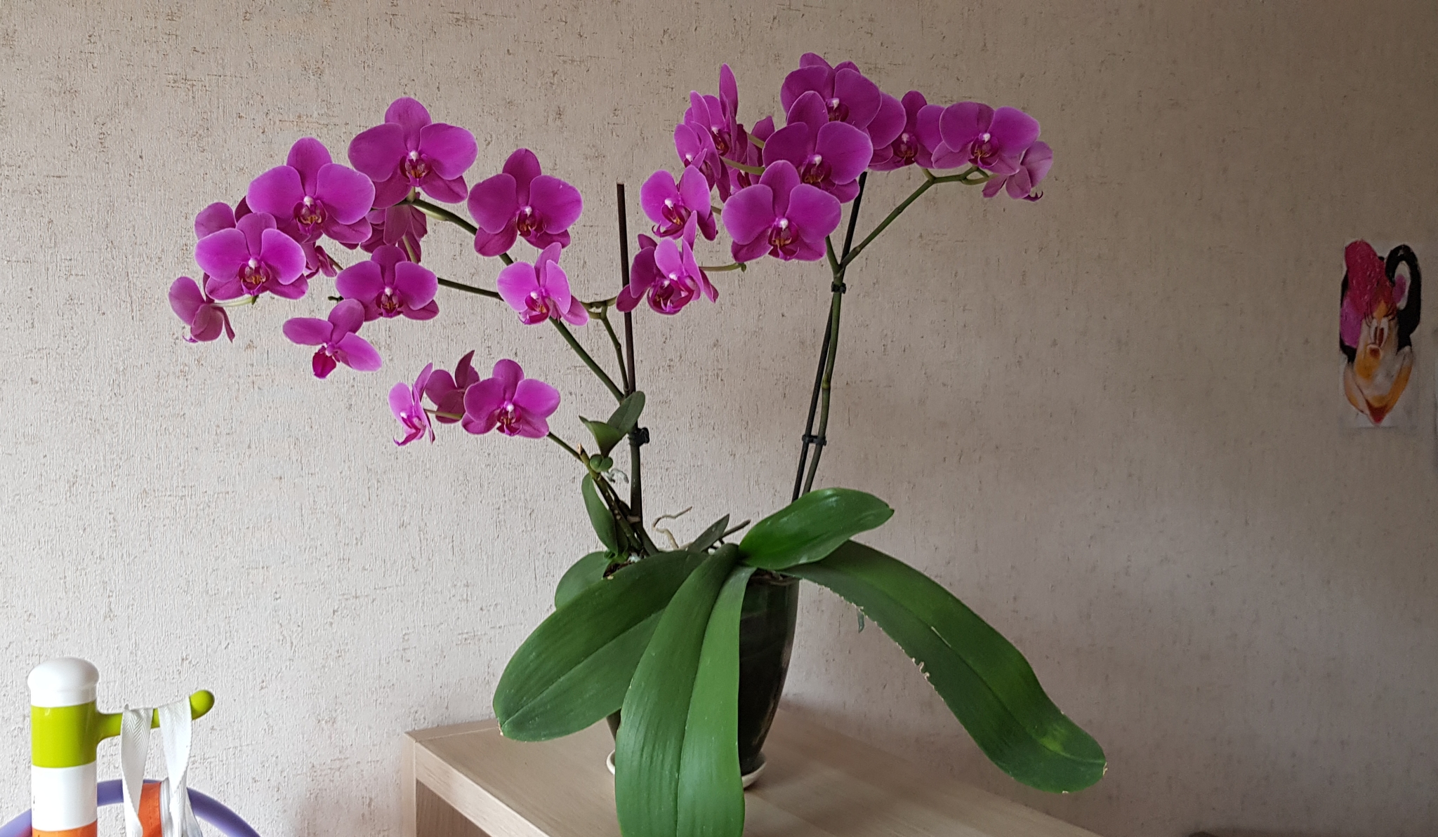 My blooming beauty... - My, Flowers, Orchids