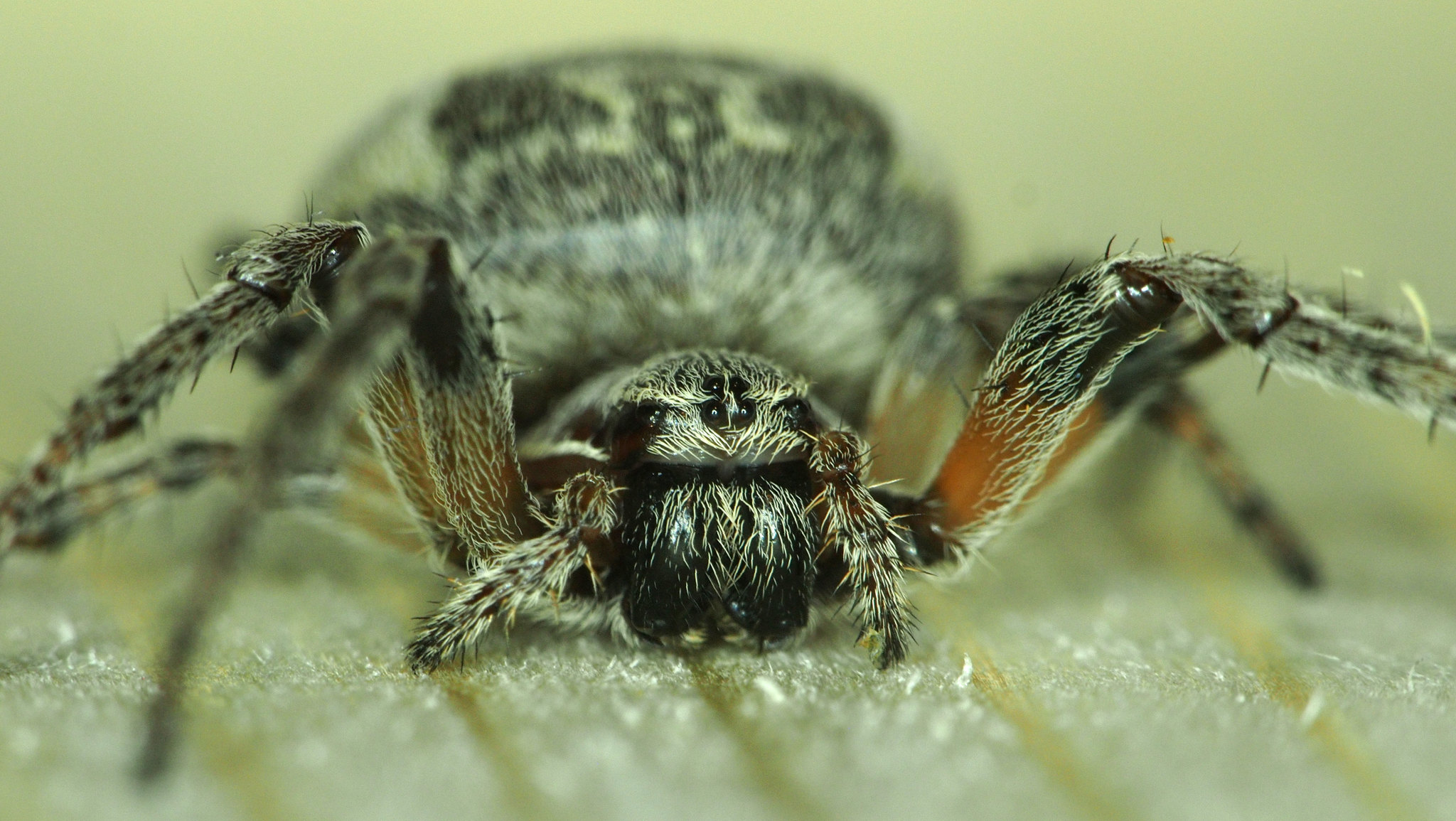 Continuation of the post “Spider” - My, Macro photography, Spider, The photo, Macro, Olympus, Industar, Macrolensa, Arachnids, Arachnophilia, Reply to post, Longpost, Spider-Cross