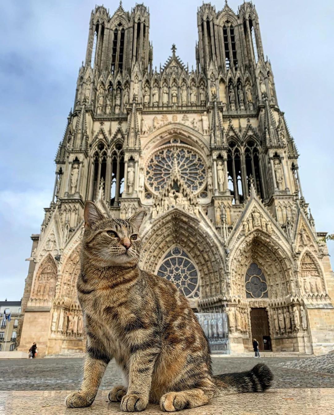 Cat from Reims - cat, France, Normandy, The cathedral, The photo