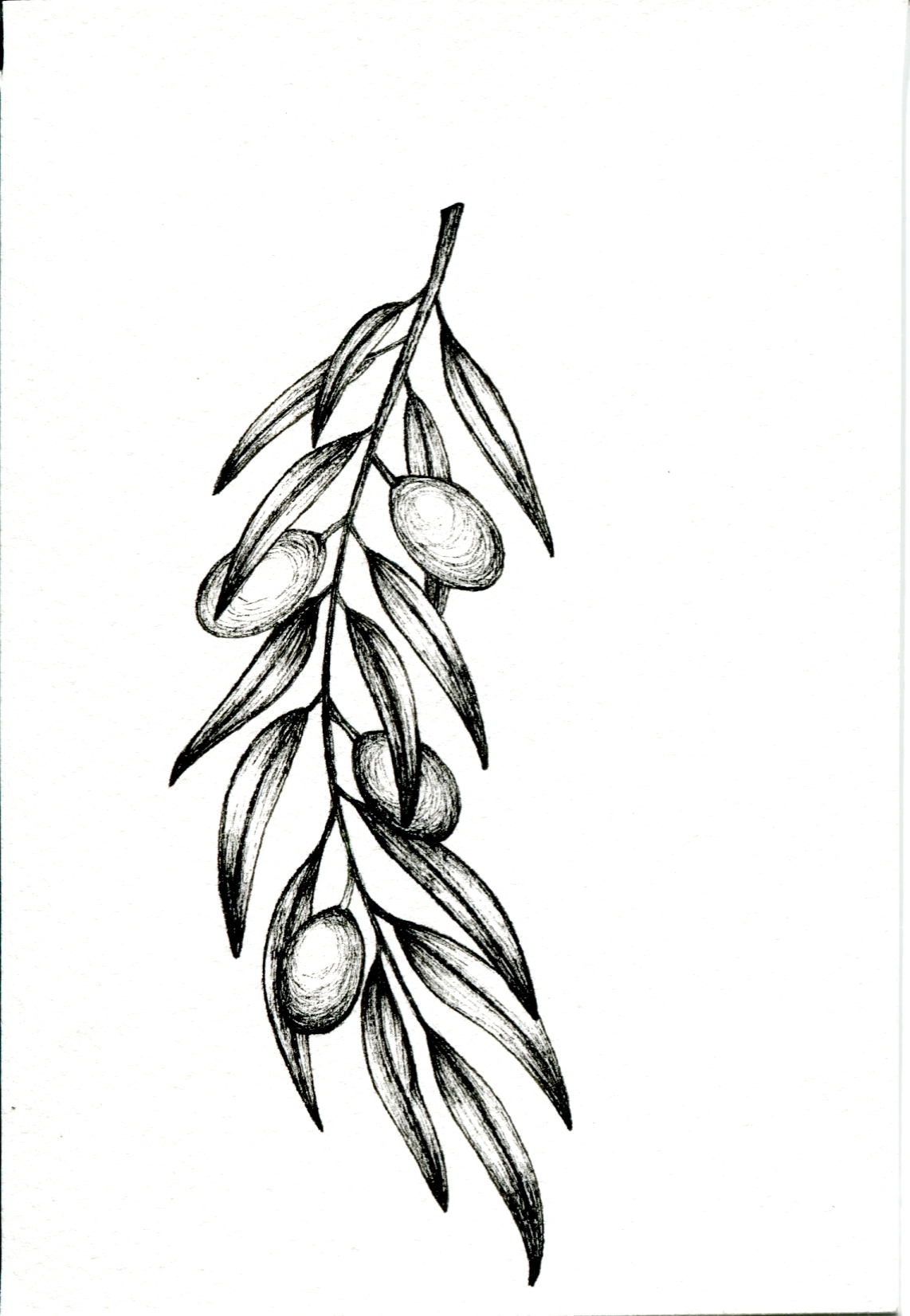 Onion, olive and bay :) - My, Drawing, Plants, Watercolor, Botany, Pen drawing, Longpost