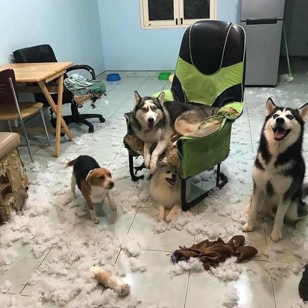 - Take a picture of us, like we’re in the snow... - Dog, Vandalism, Furniture, Devastation, Milota, Armchair, Husky, Filler