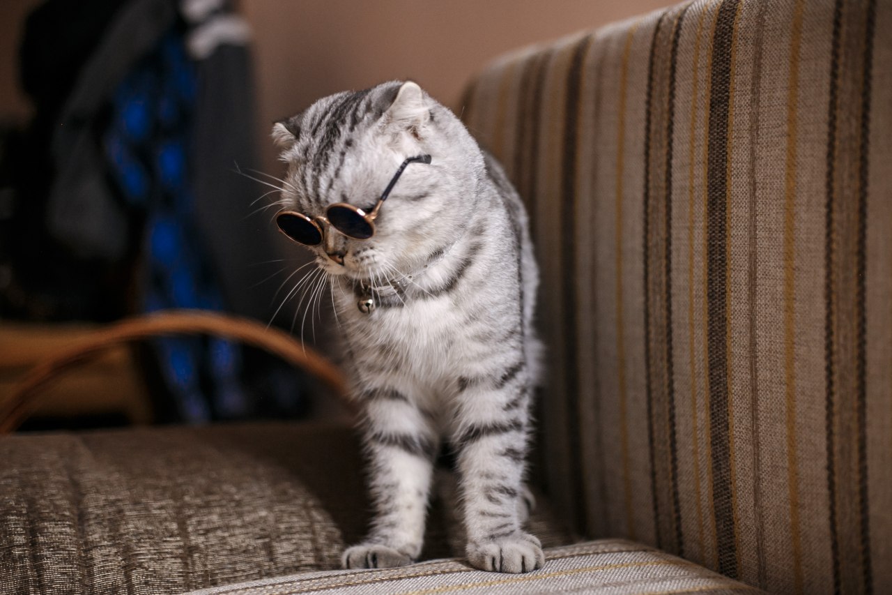 We bought glasses for the cat :) - My, The photo, cat, Friend, Family member, Canon 6d, Glasses, Scottish lop-eared, Longpost