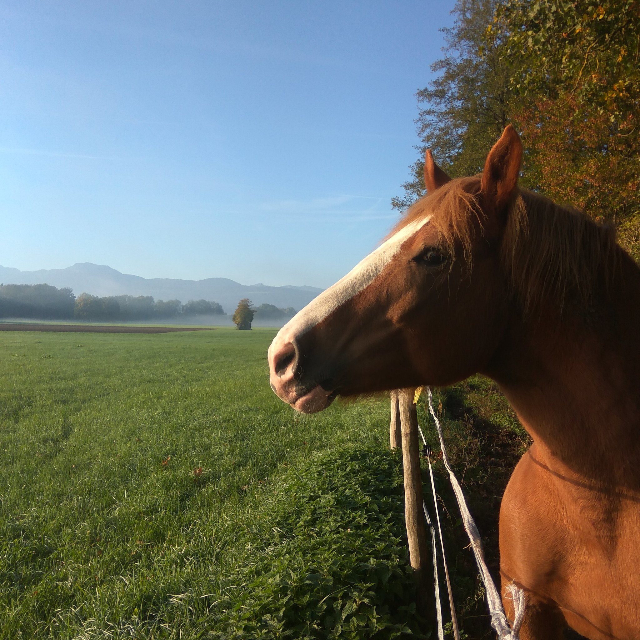 Milkamumu's answer to “Where did you go to school?” To the agricultural??? Ugh... - My, Сельское хозяйство, Reaction, Agronomist, The photo, Zootechnician, Reply to post, Longpost