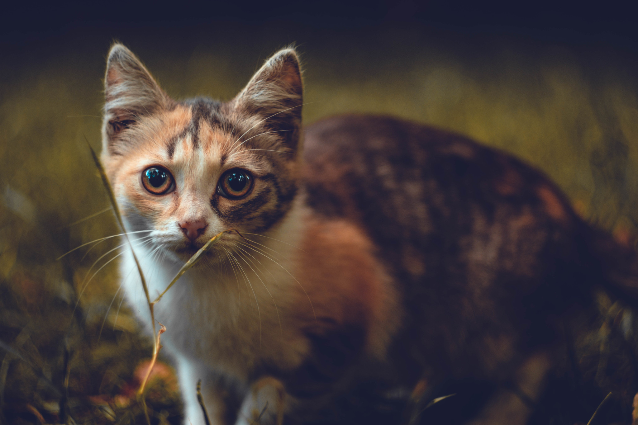 City dwellers - My, Animals, The photo, Moscow, Fujifilm, Longpost