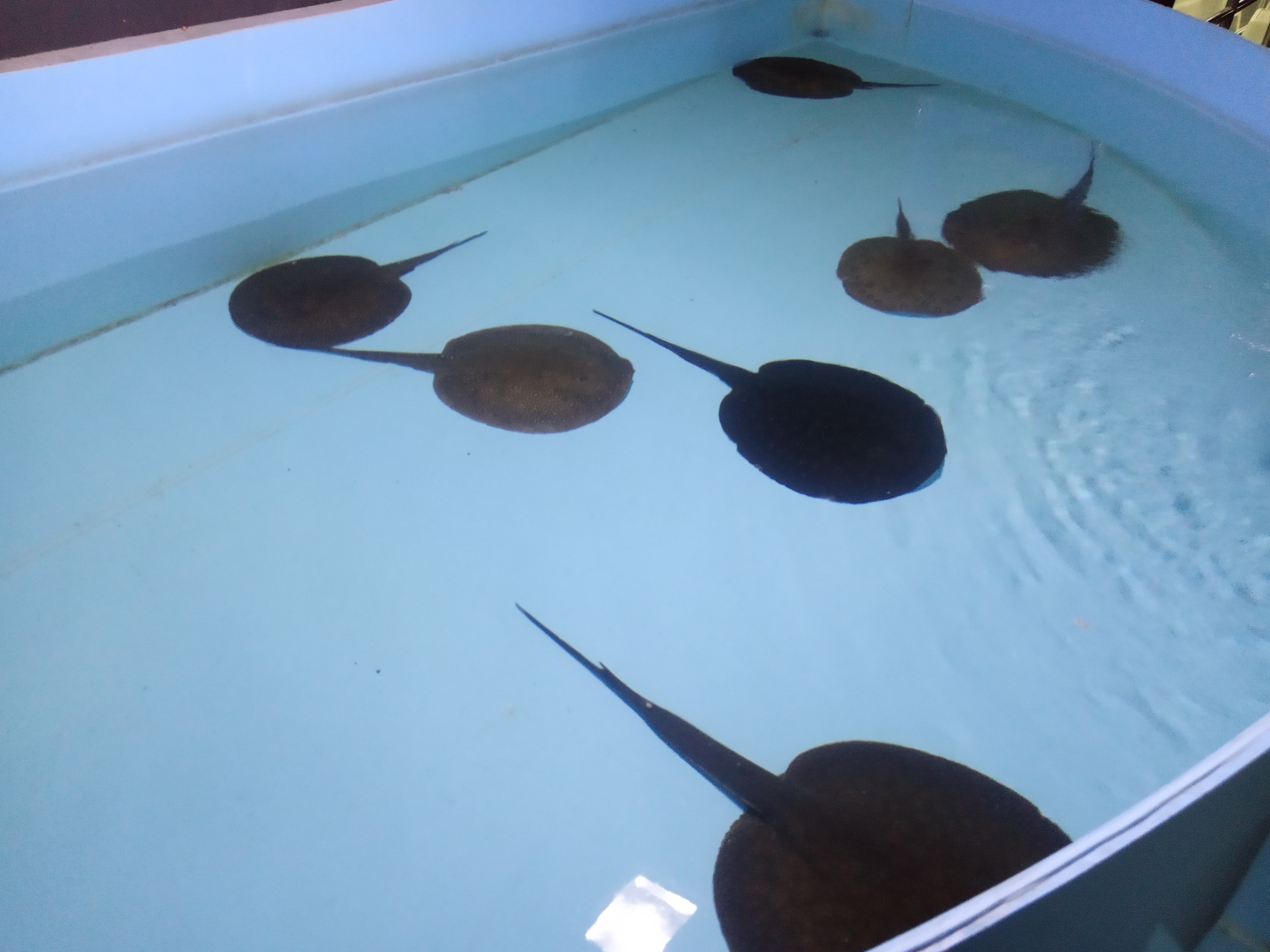 Detailed details about stingrays: teeth, skeleton, poison, reproduction - My, Penza Oceanarium, Penza, A fish, Stingray, Facts, Animals, Oceanarium, Longpost, Stingray