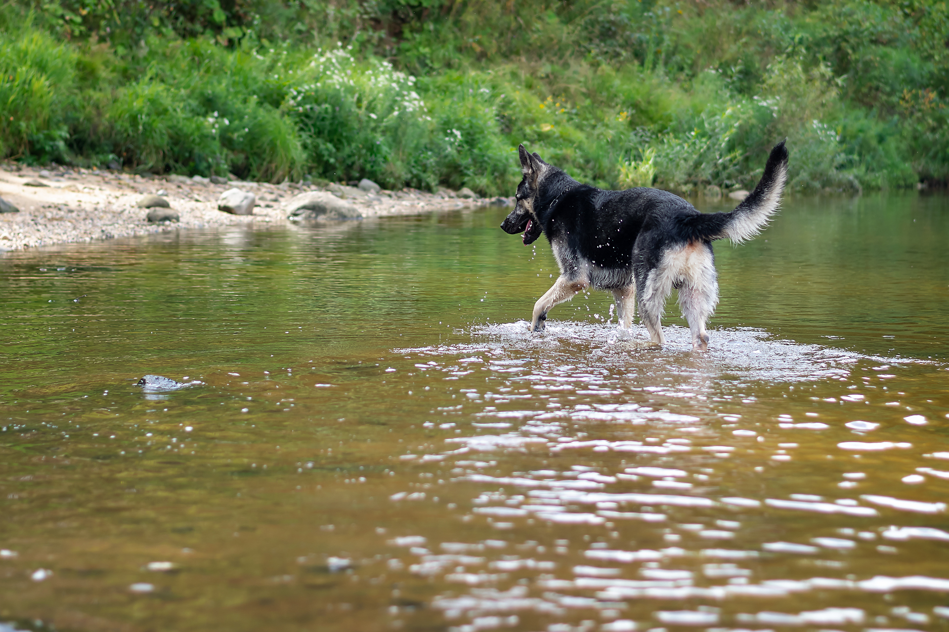 Typhoon on the Volga :) - My, East European Shepherd, Dog, Nikon d5300, Walk, PHOTOSESSION, Longpost