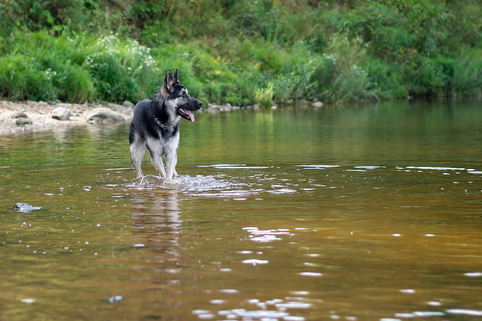 Typhoon on the Volga :) - My, East European Shepherd, Dog, Nikon d5300, Walk, PHOTOSESSION, Longpost