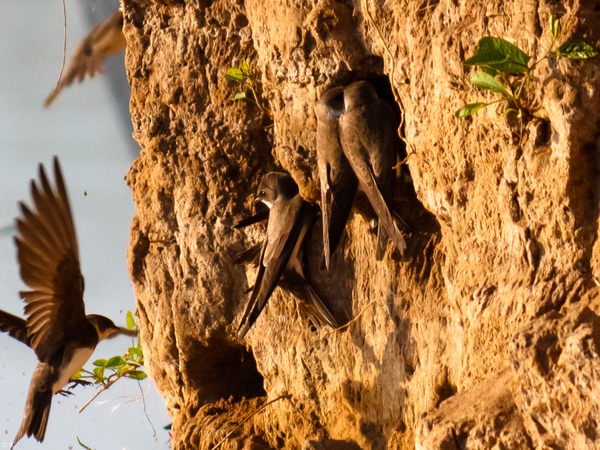 Swallows at their nests - My, The photo, Amateur photographer, Birds, Martin, Nature