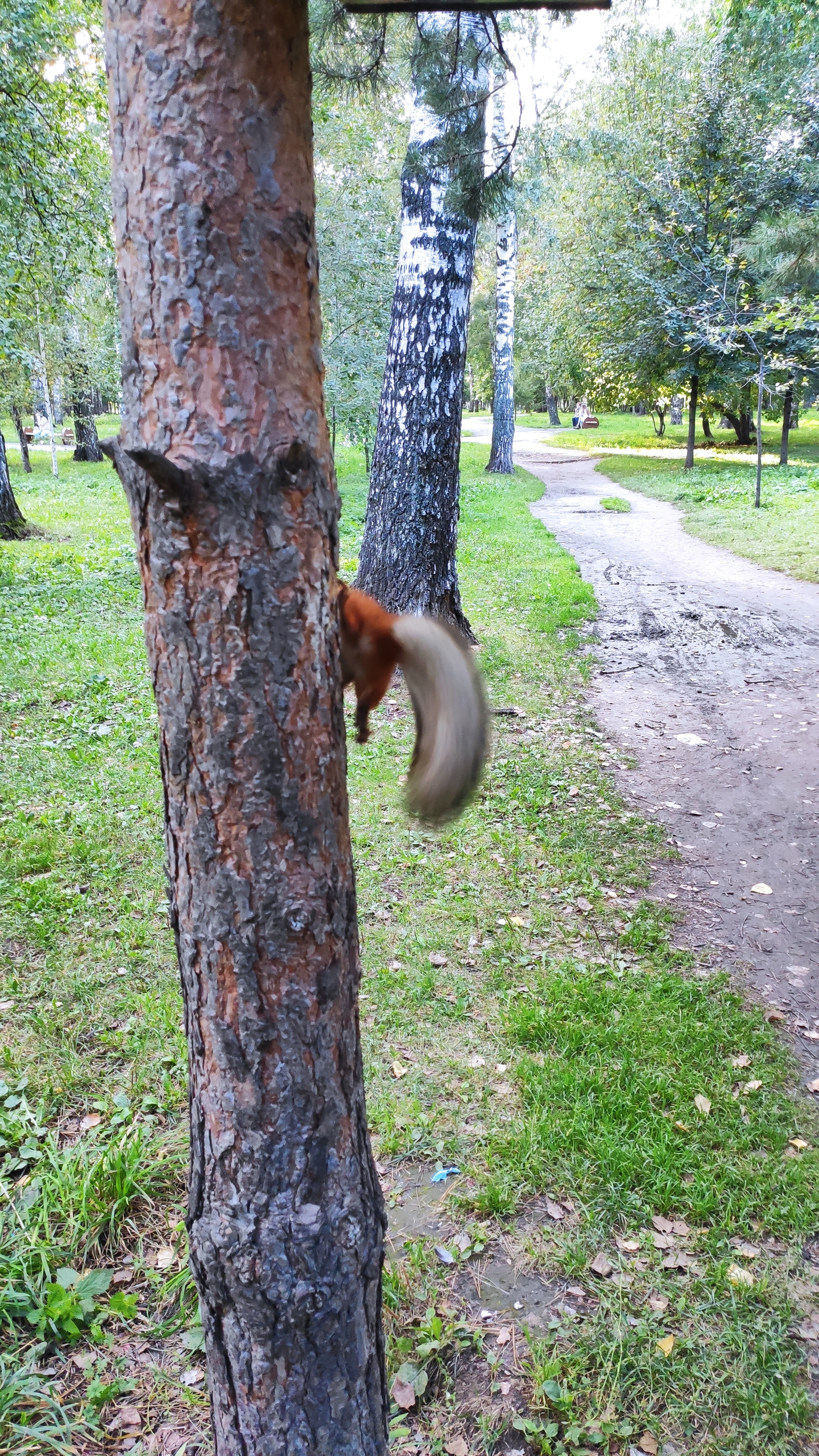 Fiasco - My, Squirrel, Fiasco, Nature, The photo, Mobile photography, The beast, Forest, Expectation and reality, Longpost