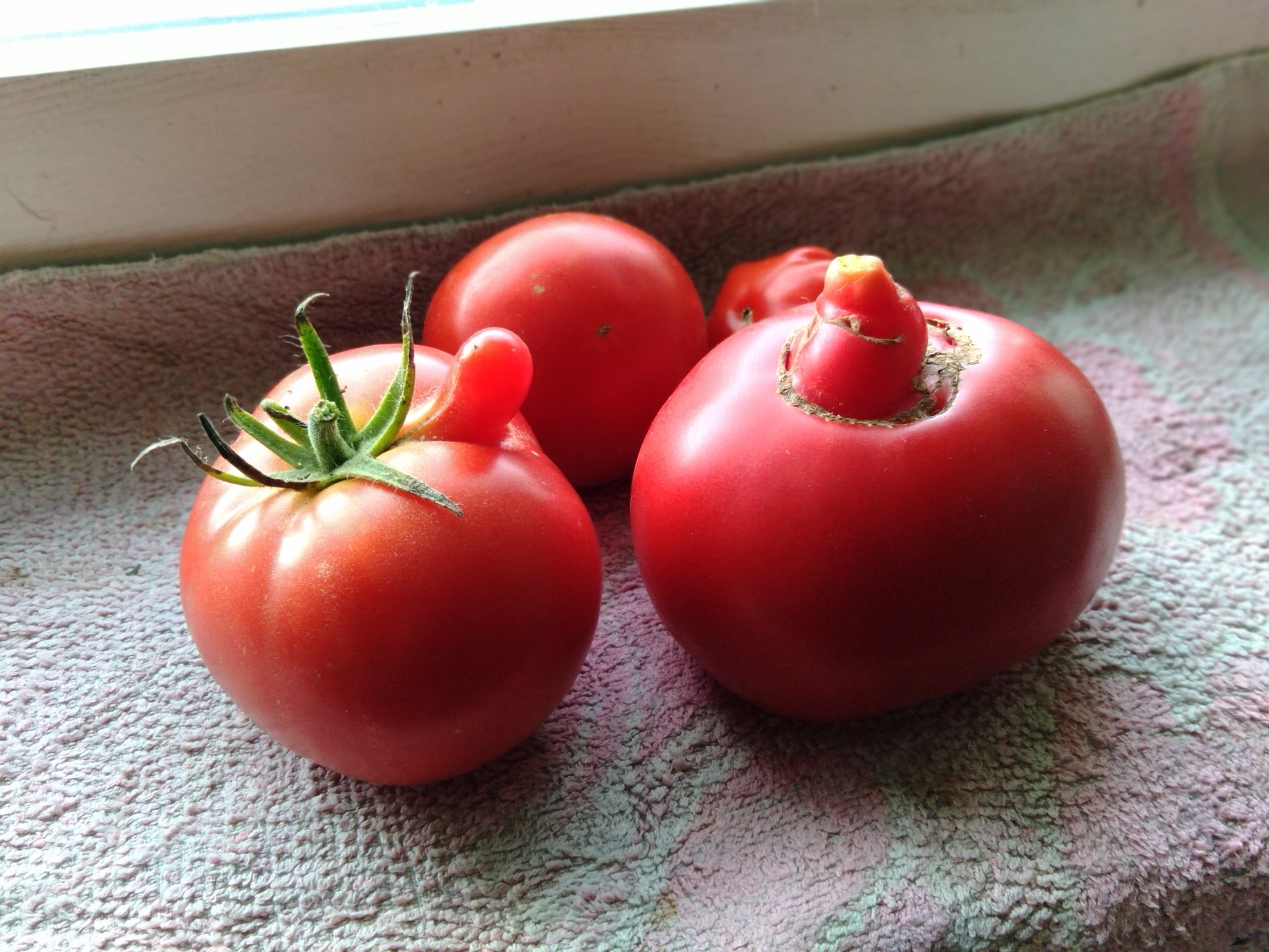 Unusual shape - My, Unusual, Form, Boys and girls, Children, Tomatoes, Senor TOMIDOR