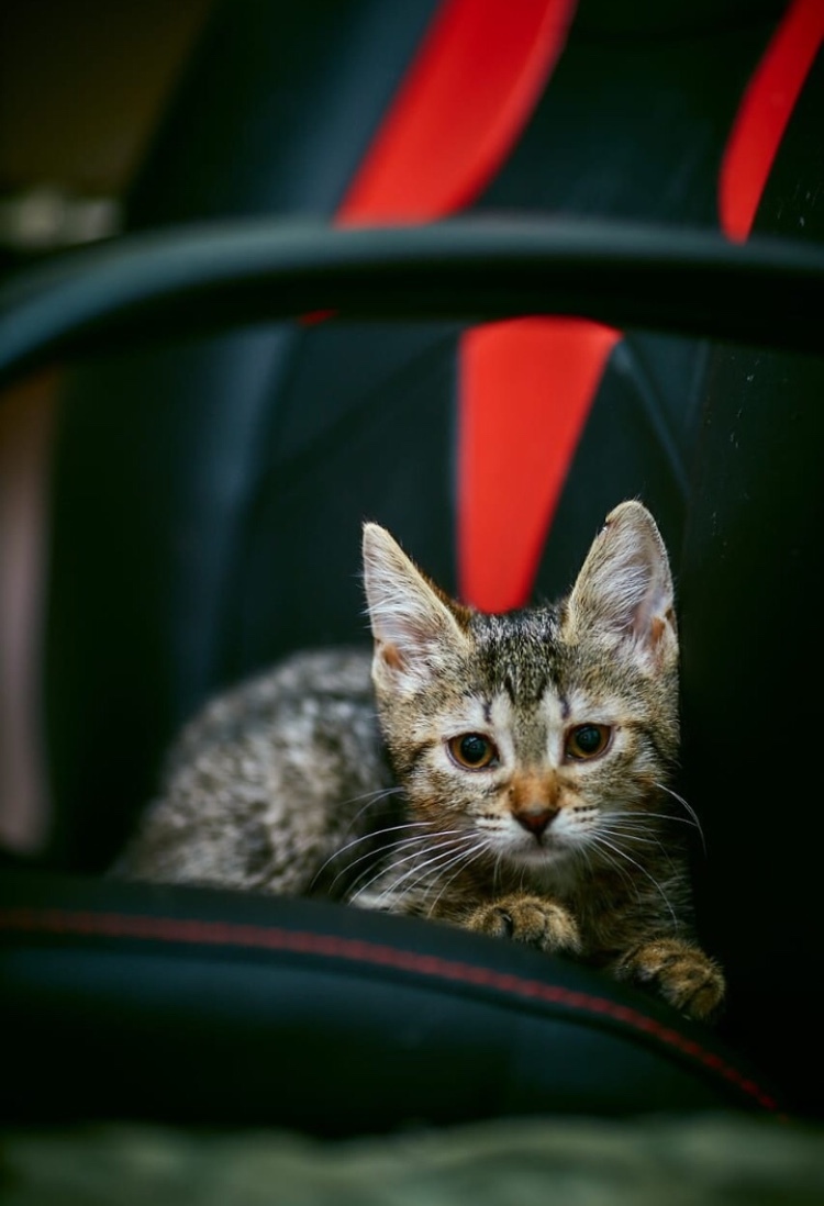 Котята из группы помощи животным «Кошачий Мир» ищут свой дом.  Санкт-Петербург и Ленинградская область | Пикабу