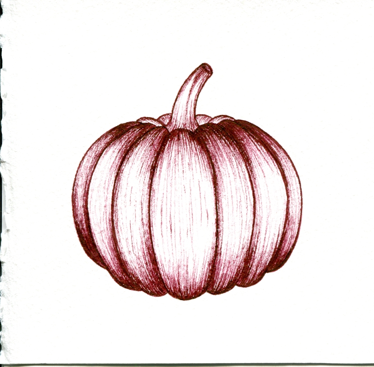 Pumpkin, coffee and tulips - My, Pen drawing, Drawing, Plants, Botany, Graphics, Painting, Longpost