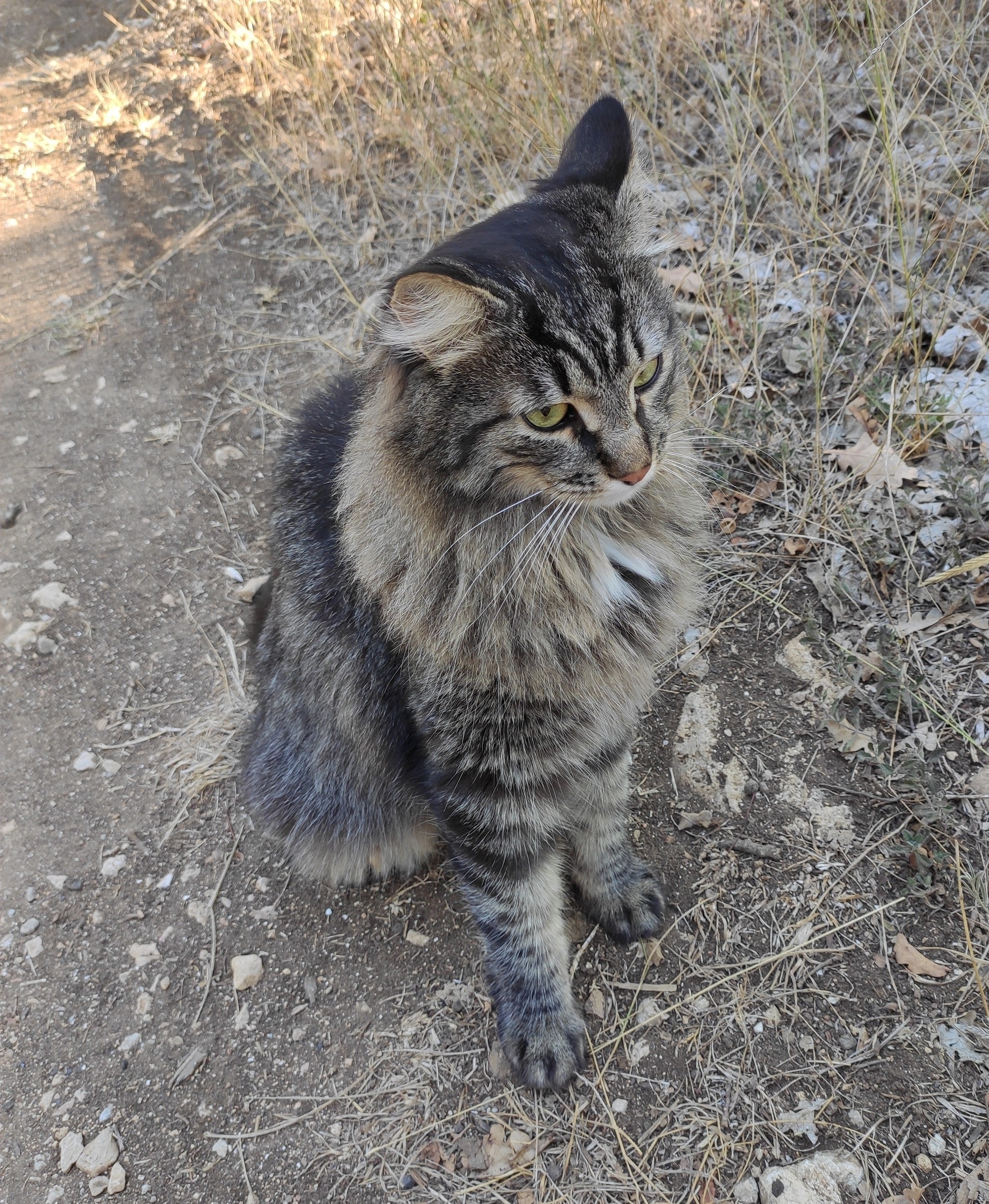 Meeting in the forest - My, cat, Forest, Longpost