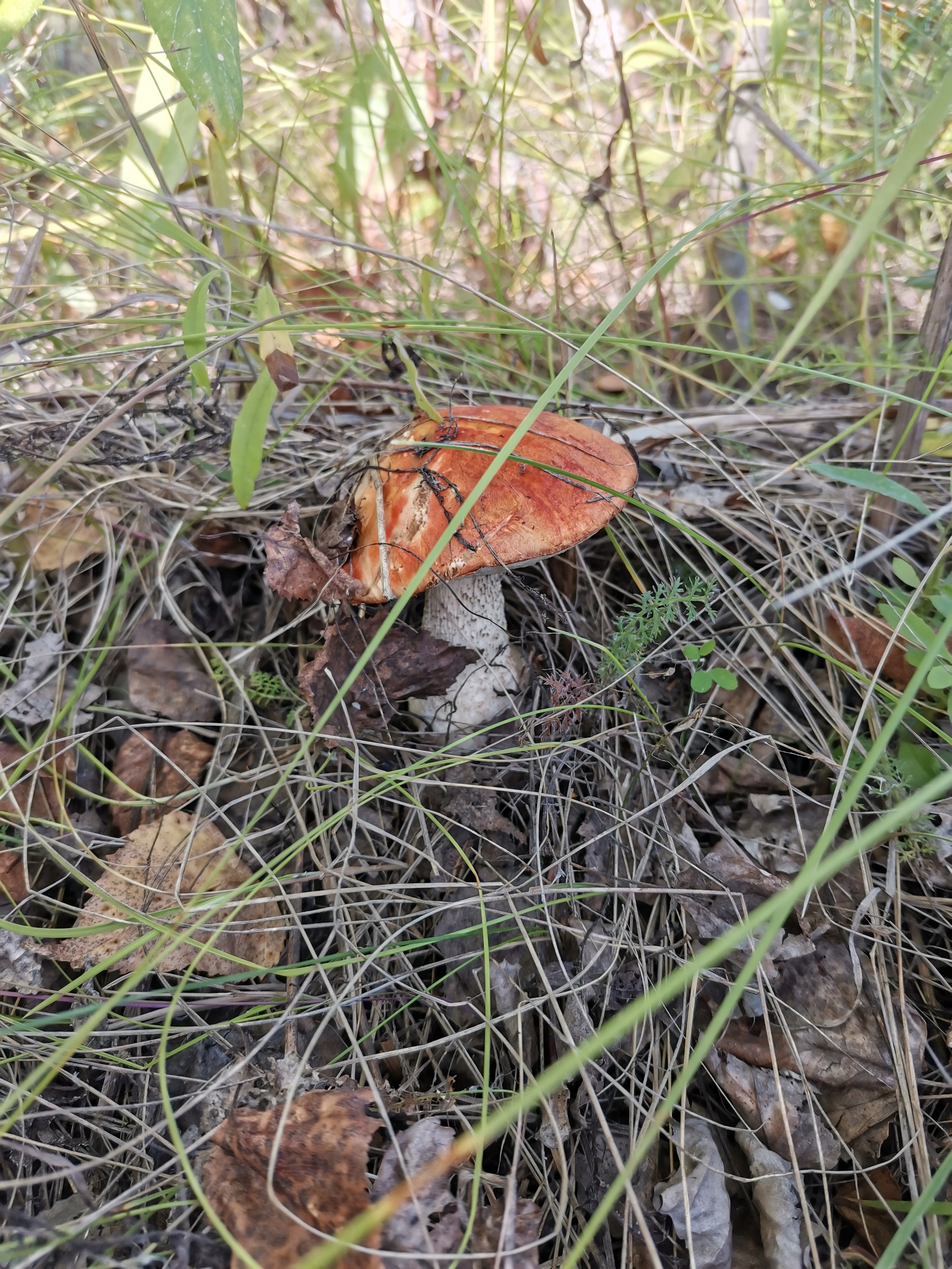 Mushroom Anomaly 2020 - My, Mushrooms, Mushroom pickers, Longpost