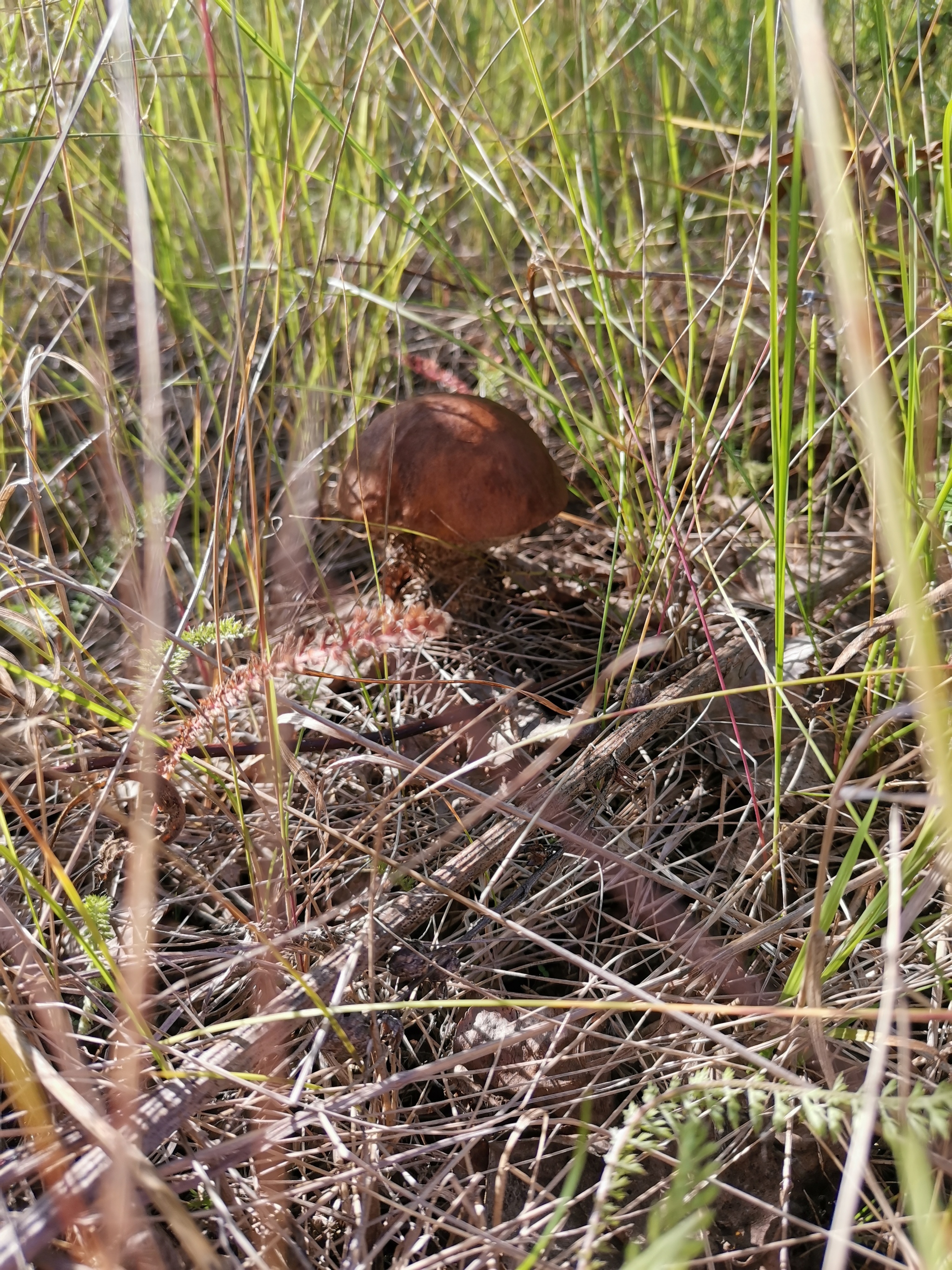 Mushroom Anomaly 2020 - My, Mushrooms, Mushroom pickers, Longpost