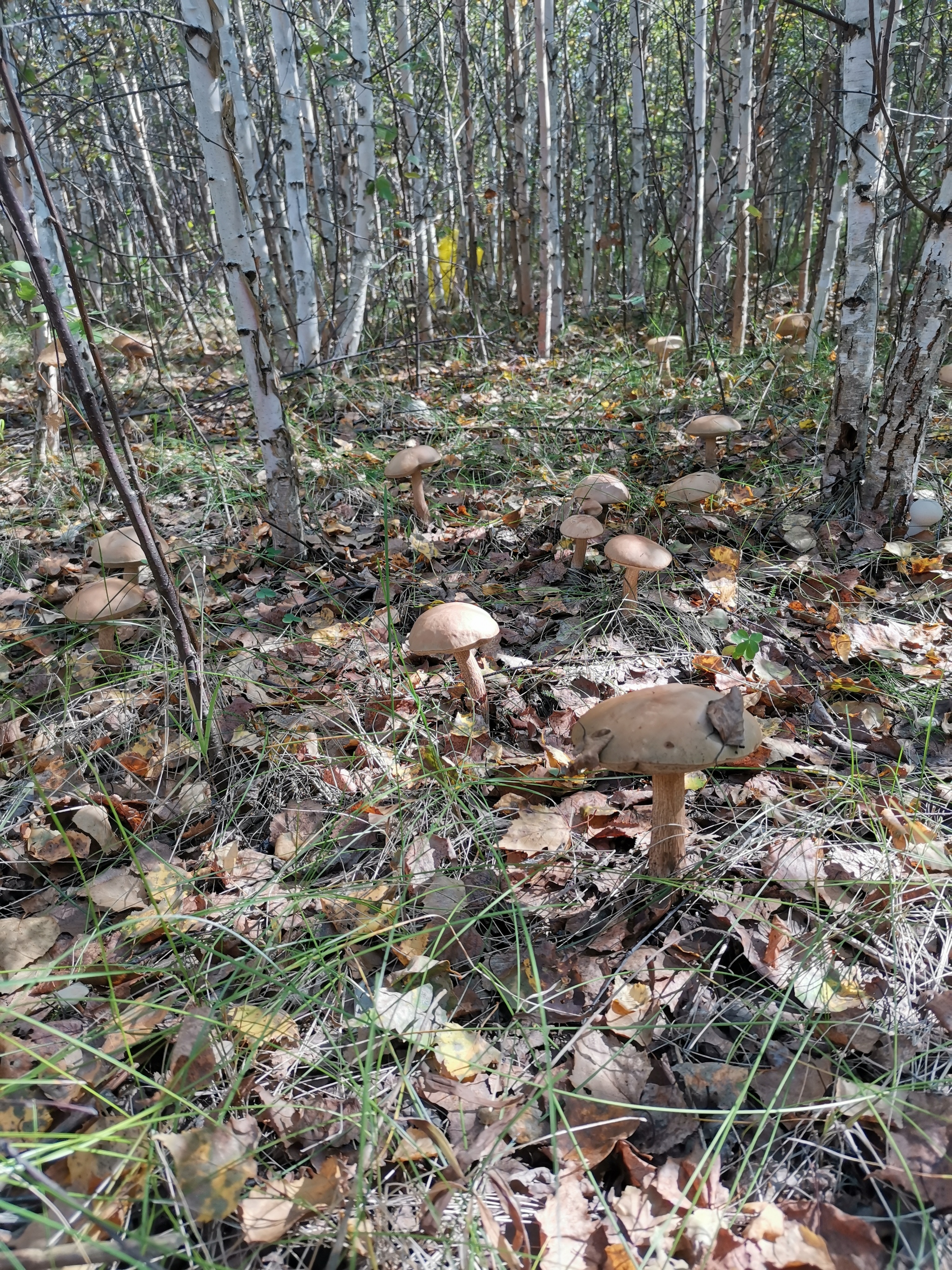 Mushroom Anomaly 2020 - My, Mushrooms, Mushroom pickers, Longpost