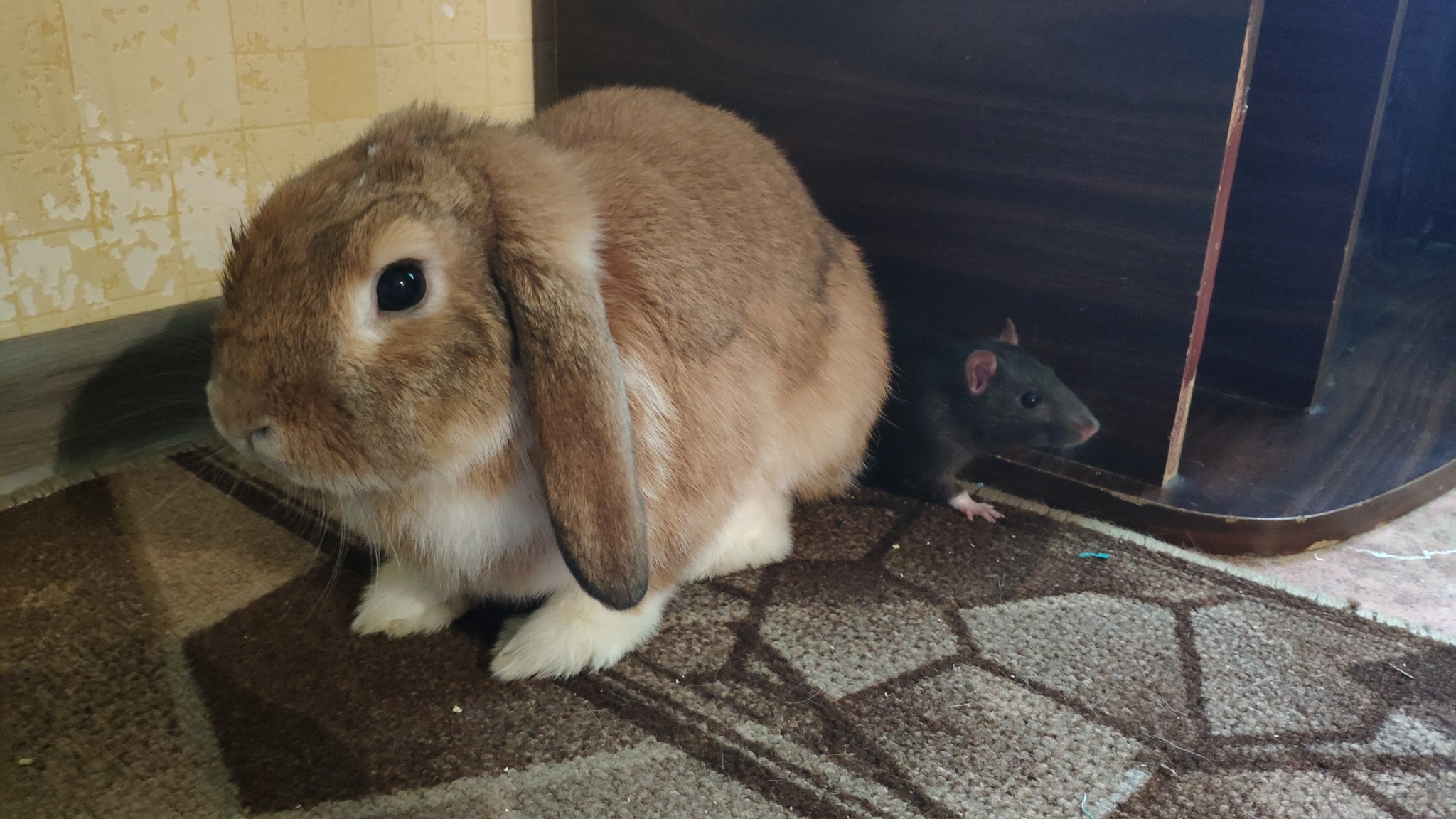 Reply to the post “Don’t get a rabbit” - My, Pets, Zoo, Reply to post