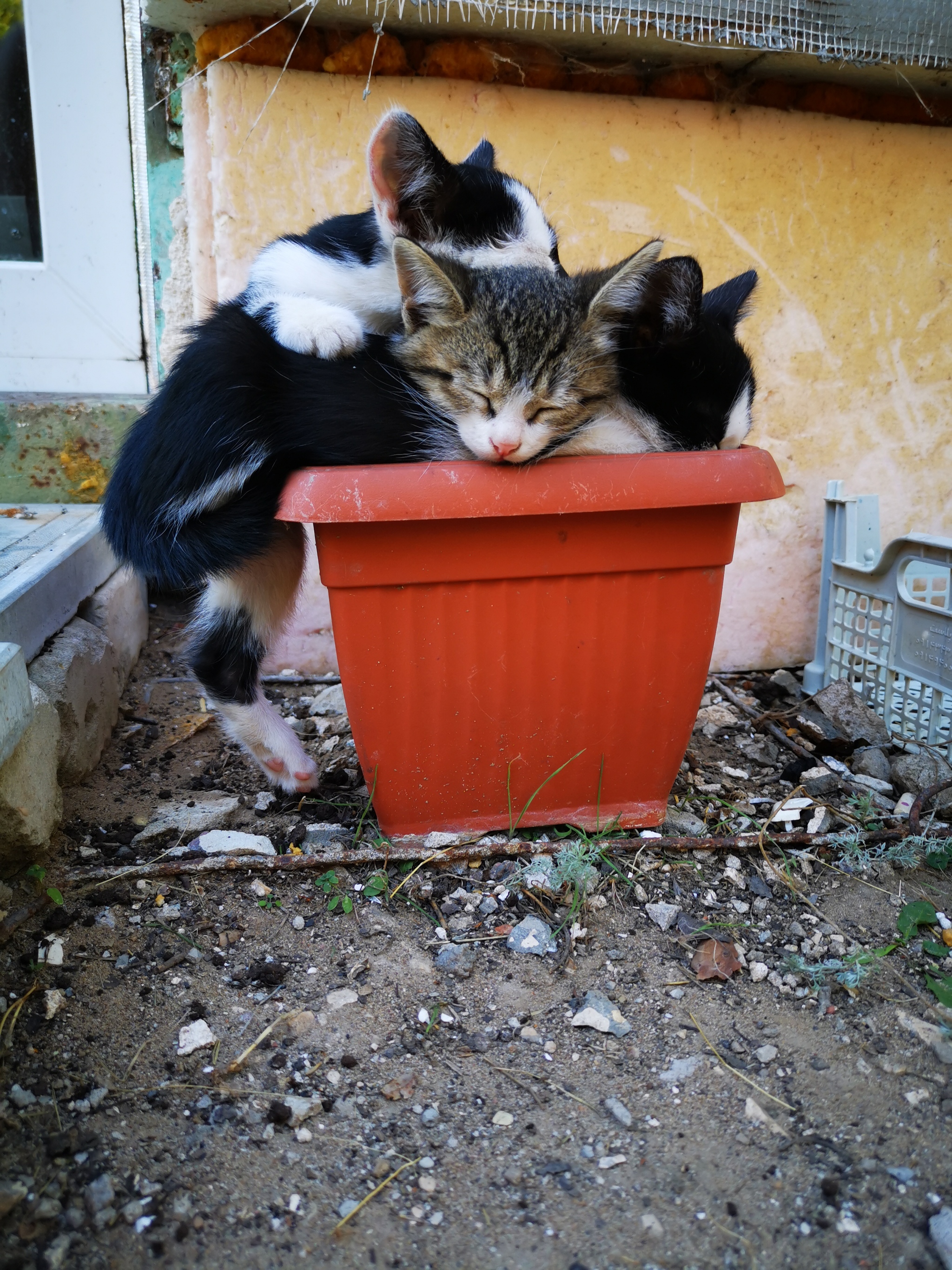 Fluffy flower - My, Kittens, Flowers, Fluffy, cat