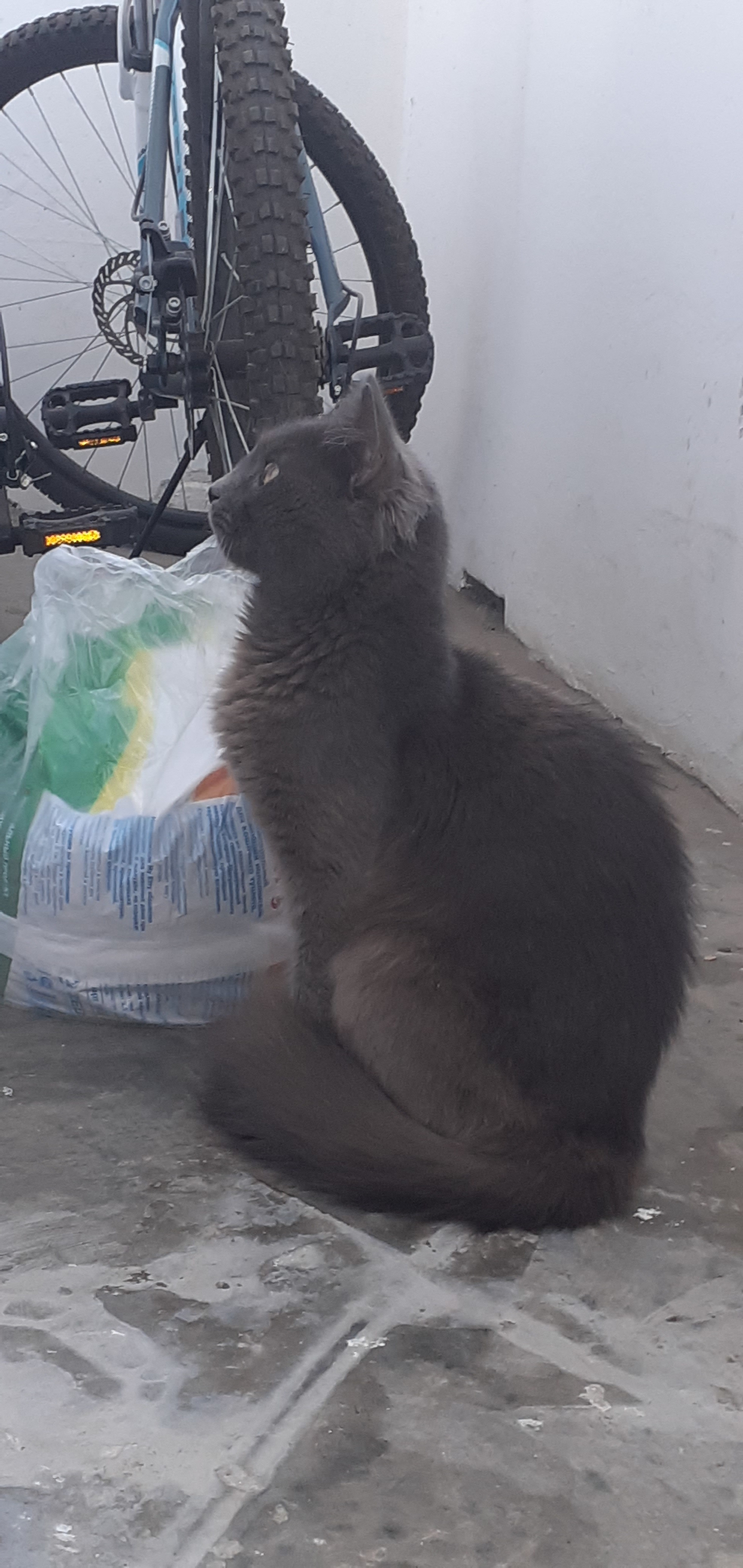 Found a Domestic Cat. Krasnodar [Kitty has found a new home] - My, Krasnodar, Found, cat, I will give, In good hands, Longpost, No rating