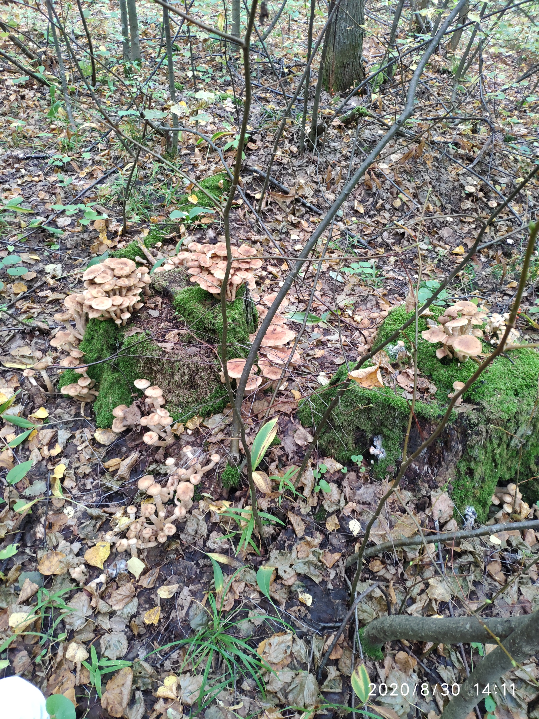 Honey mushrooms - My, Mushrooms, Rushed, Longpost