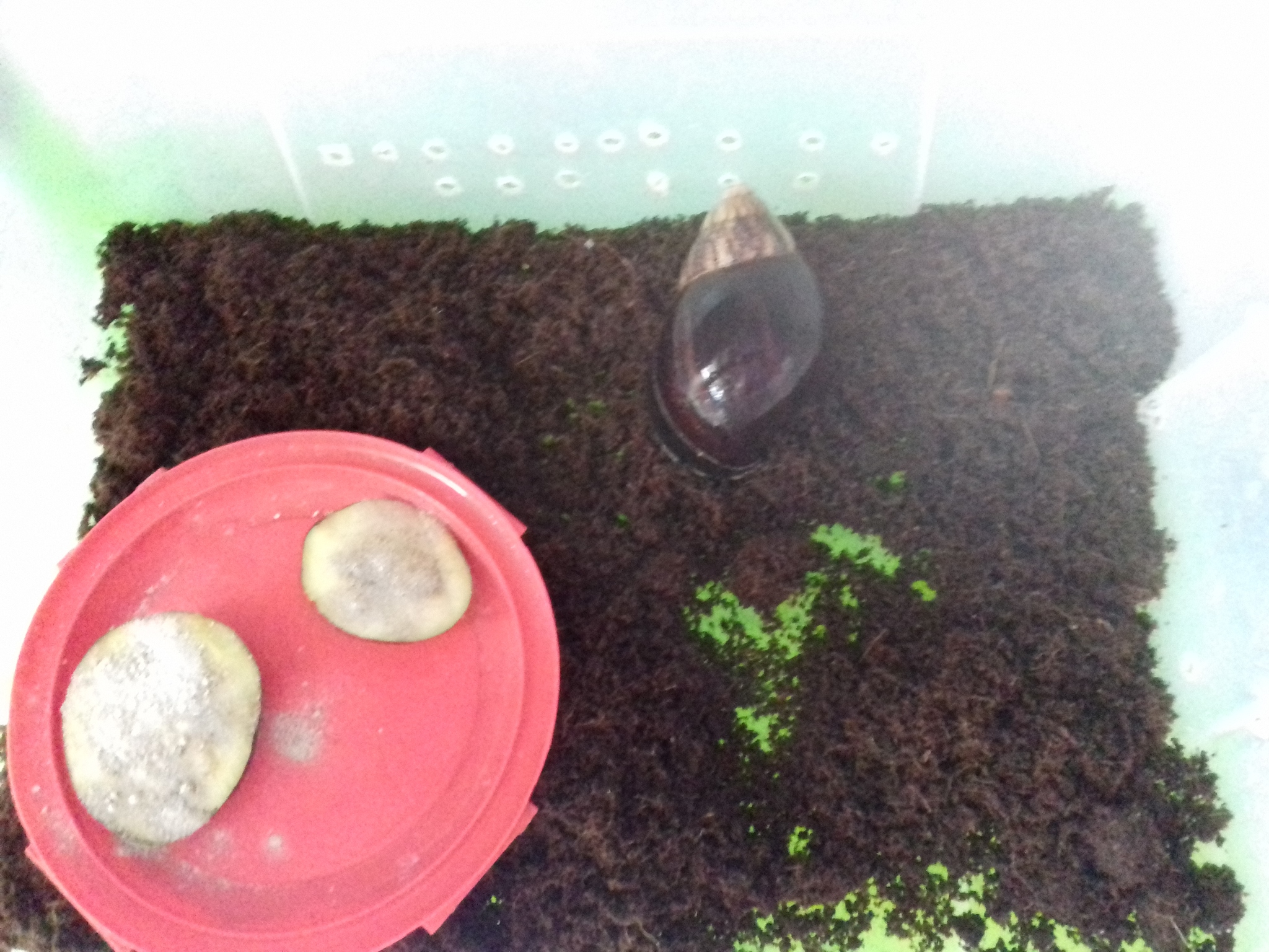 Say a word about homeless snails - My, Snail, The street, Animal Rescue, Longpost