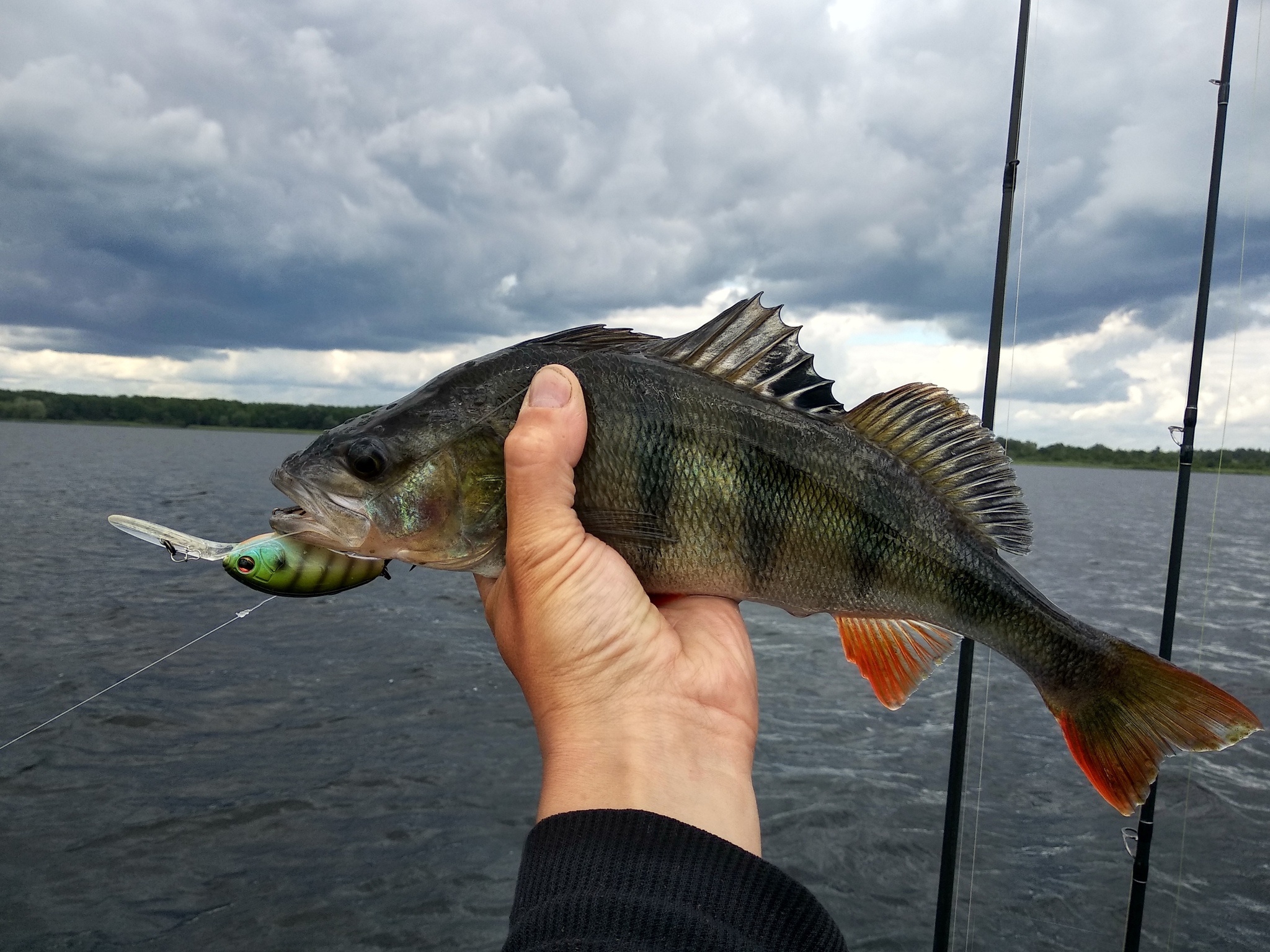 Thermocline on water. How to fish with deep cranks? - My, Fishing, Perch, Spinning, Wobbler, Krenk, Video, Longpost