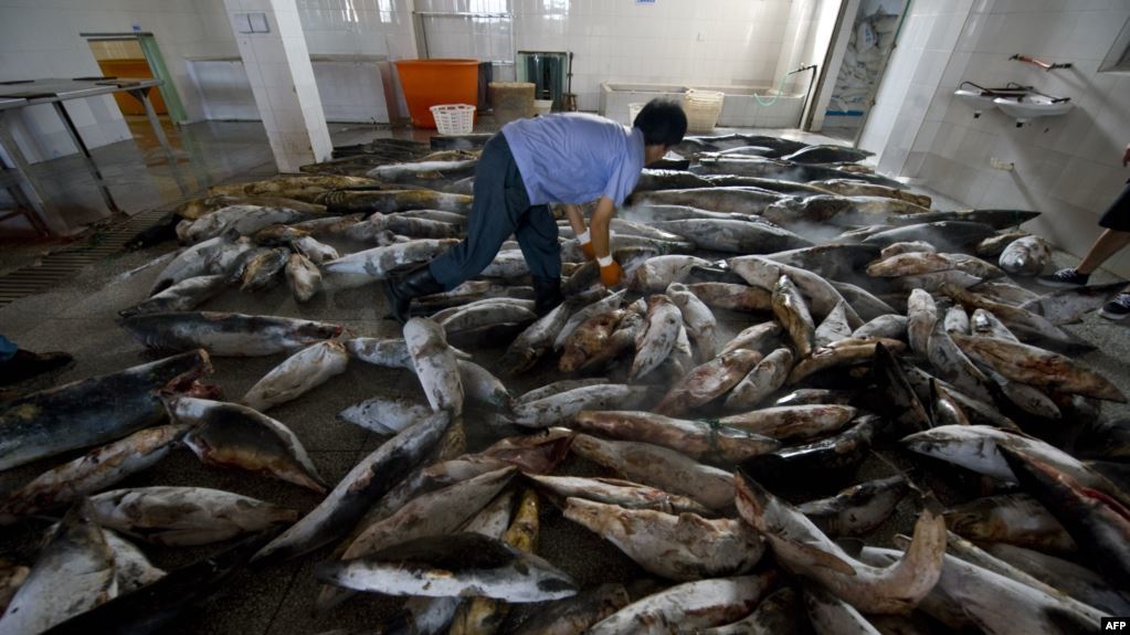 How China's fishing fleet is destroying the world's oceans - China, Nature, Longpost