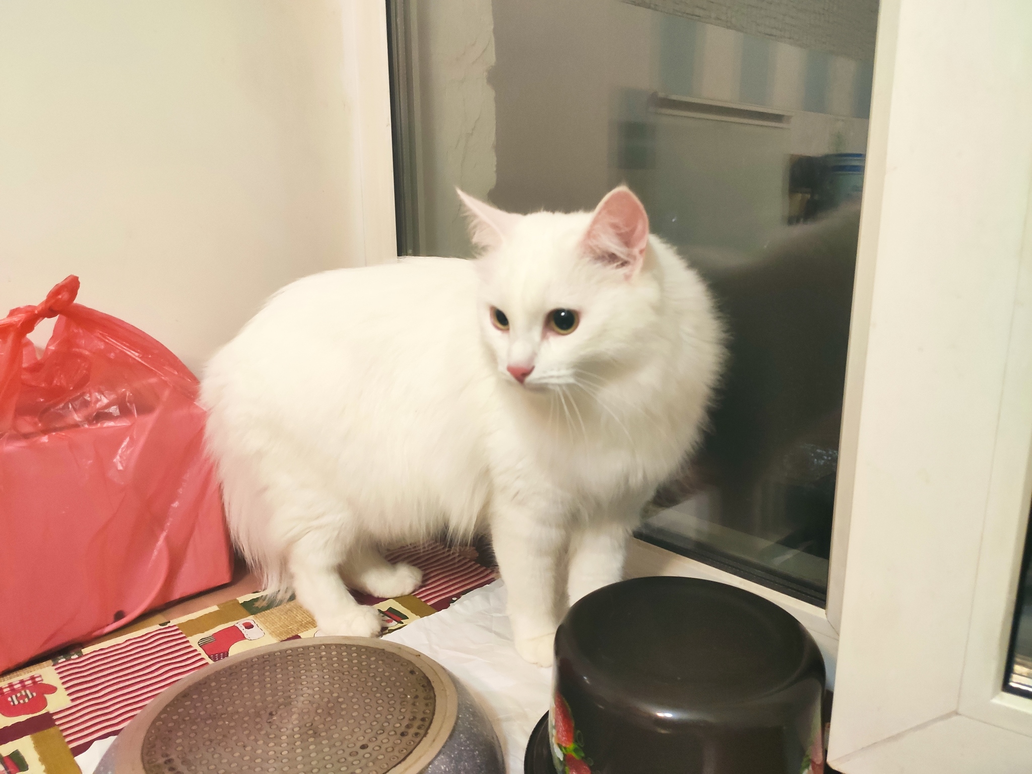 How to make friends with cats? - My, cat, Turkish angora, Relationship