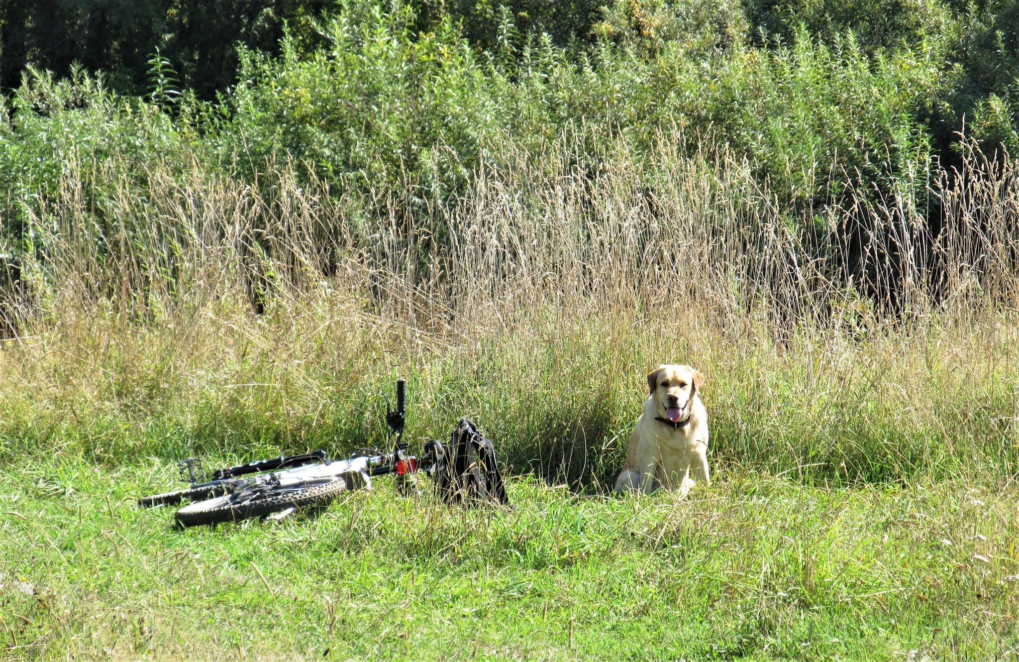 Just me and the horse alone across the field... - My, Dog, Labrador, Walk, A bike, Video, Longpost