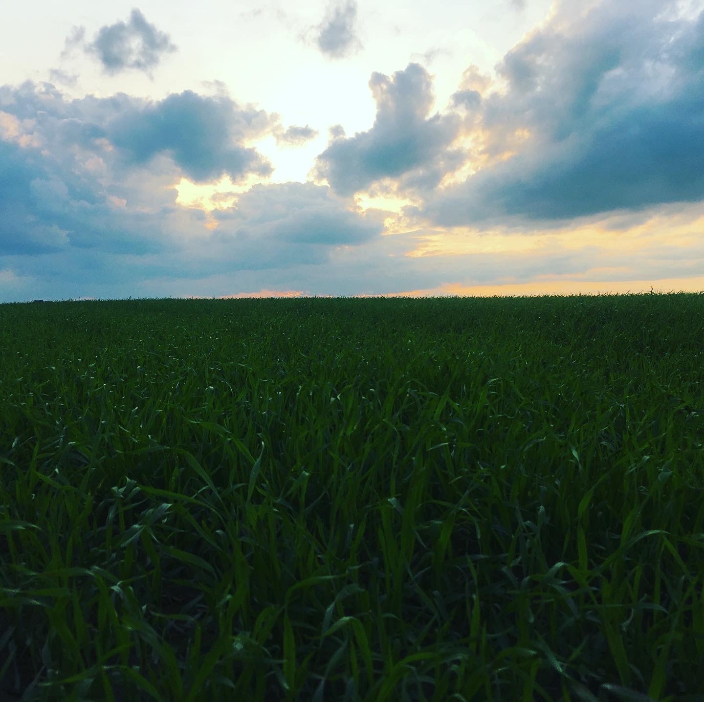 Grass and sky - Sky, Grass, Sunset, Autumn, The photo, September 1, Longpost