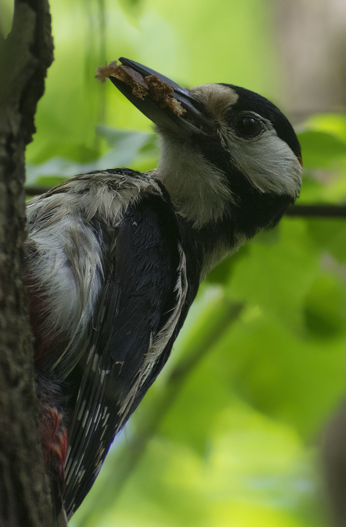 How I spent this summer - My, Ornithology, Birds, how i spent it, Summer, Nature, Moscow region, Schelkovo, Longpost