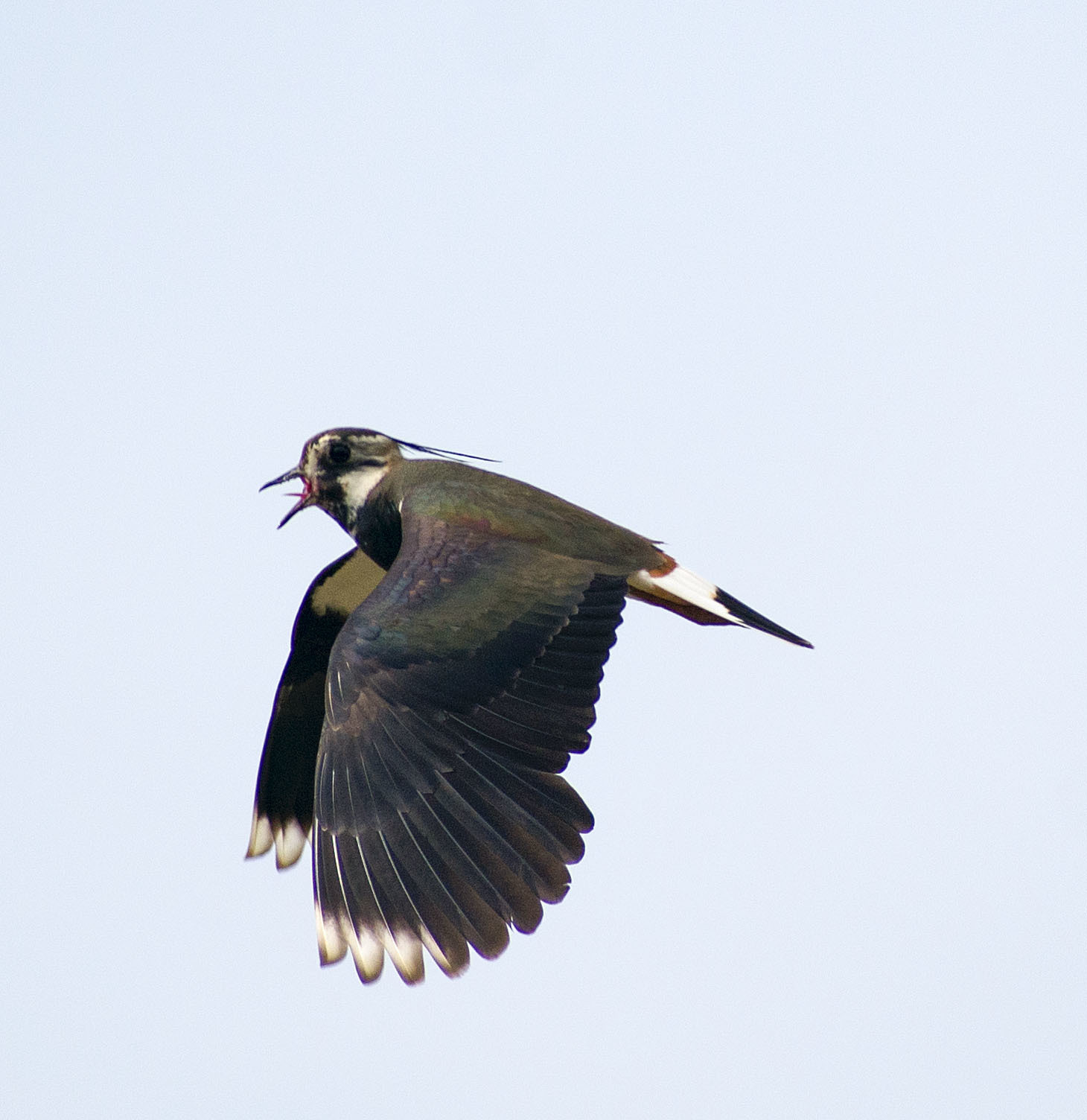 How I spent this summer - My, Ornithology, Birds, how i spent it, Summer, Nature, Moscow region, Schelkovo, Longpost