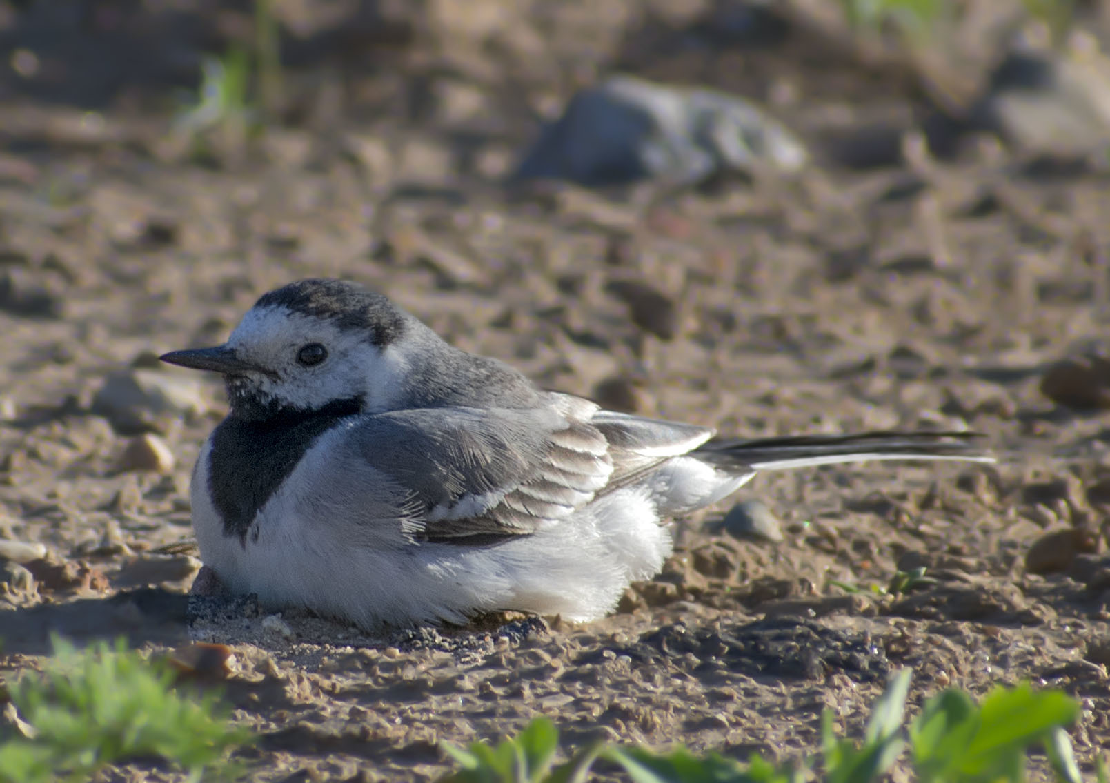 How I spent this summer - My, Ornithology, Birds, how i spent it, Summer, Nature, Moscow region, Schelkovo, Longpost