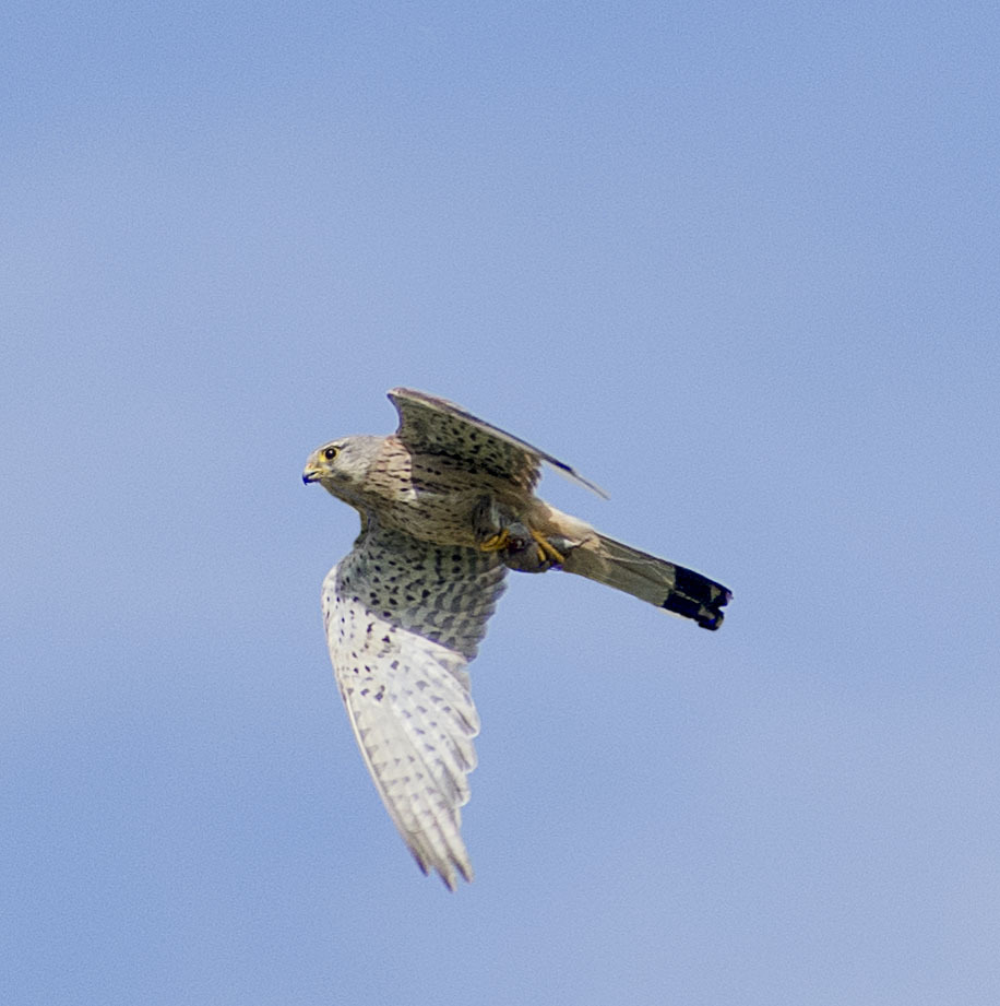 How I spent this summer - My, Ornithology, Birds, how i spent it, Summer, Nature, Moscow region, Schelkovo, Longpost