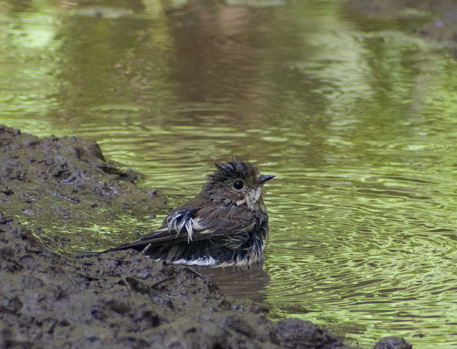 How I spent this summer - My, Ornithology, Birds, how i spent it, Summer, Nature, Moscow region, Schelkovo, Longpost