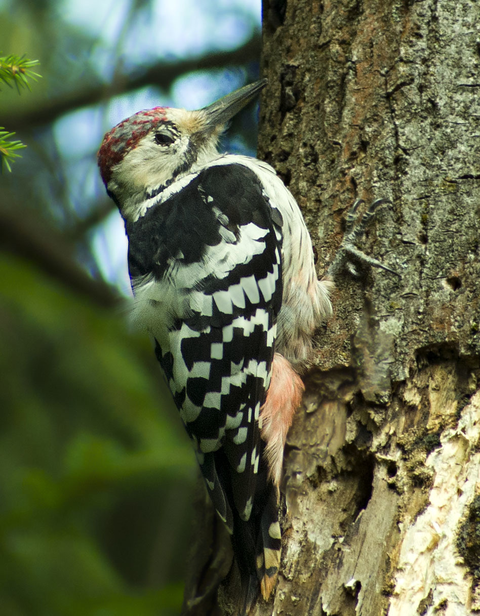 How I spent this summer - My, Ornithology, Birds, how i spent it, Summer, Nature, Moscow region, Schelkovo, Longpost