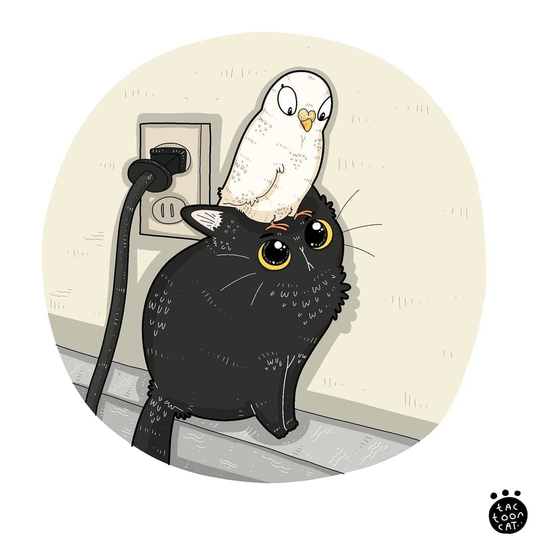 N. Impudence - cat, A parrot, Impudence, Tactooncat, Drawing