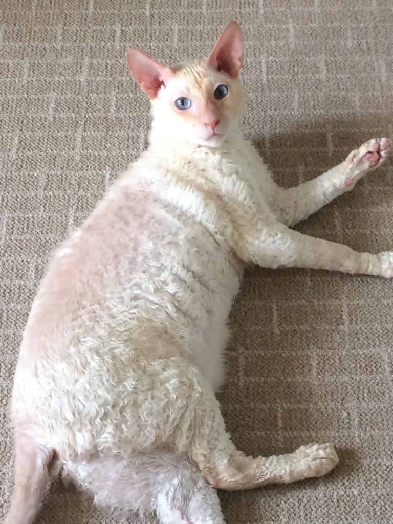 CORNISH REX is in good hands! - My, cat, Longpost, Moscow, In good hands, Cornish Rex, No rating