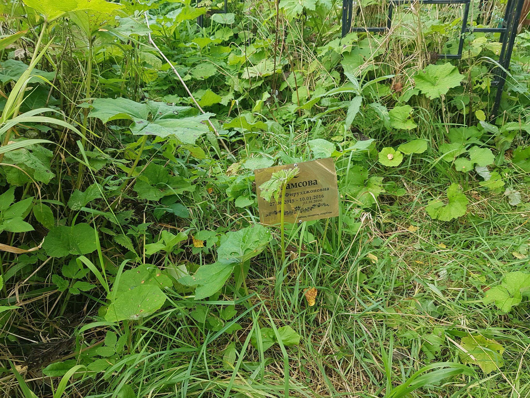 Muslim Children's Cemetery - My, Negative, Cemetery, Islam, Longpost