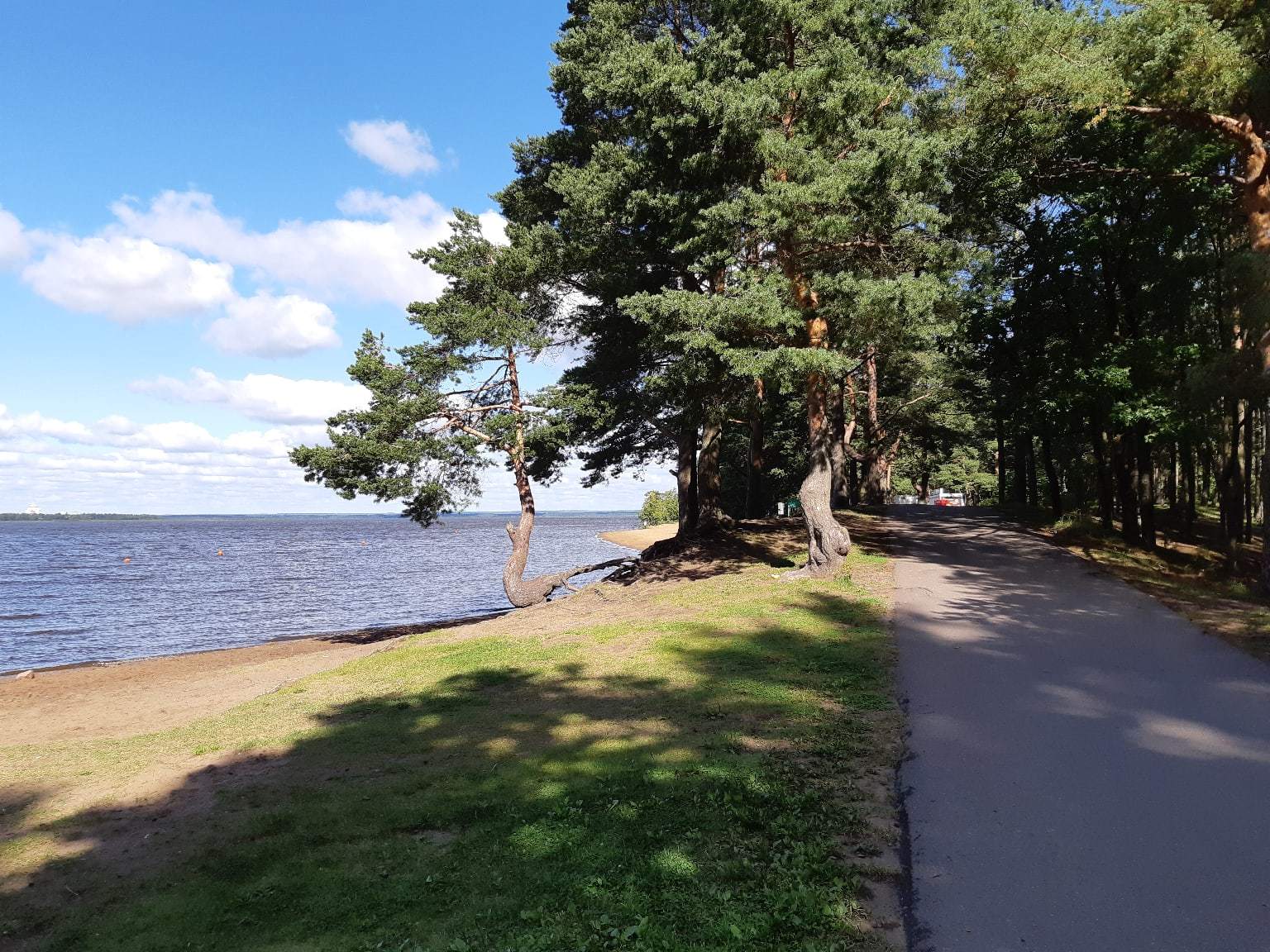 A walk near Lake Sestroretsky Razliv. Saint Petersburg - My, Sestroretsky spill, Lake, Sestroretsk, Saint Petersburg, The photo, Walk, Walk in the woods, Longpost