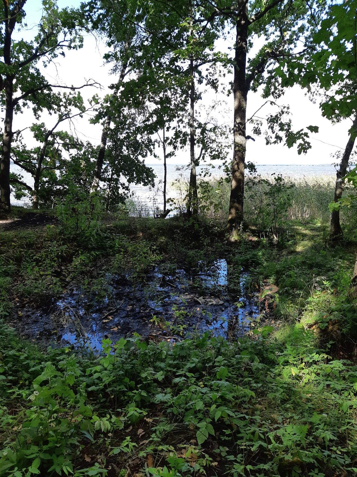 A walk near Lake Sestroretsky Razliv. Saint Petersburg - My, Sestroretsky spill, Lake, Sestroretsk, Saint Petersburg, The photo, Walk, Walk in the woods, Longpost