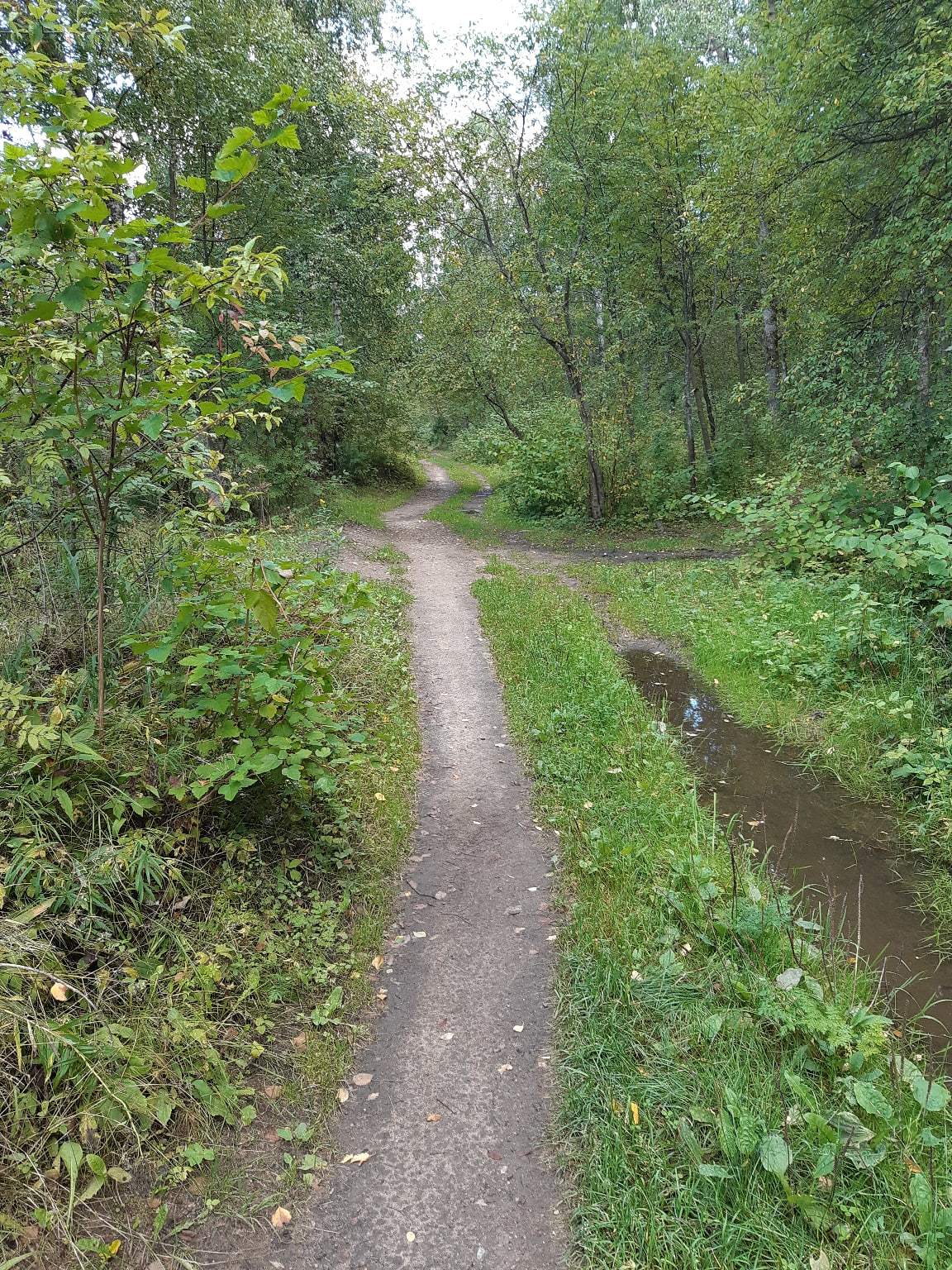 A walk near Lake Sestroretsky Razliv. Saint Petersburg - My, Sestroretsky spill, Lake, Sestroretsk, Saint Petersburg, The photo, Walk, Walk in the woods, Longpost