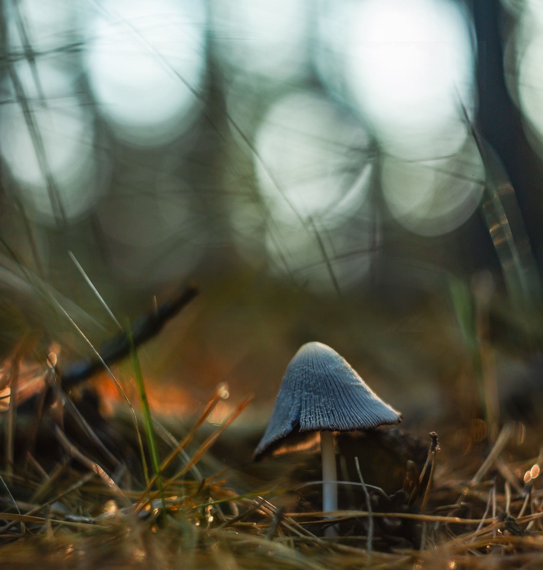 Some mushrooms) - My, Mushrooms, The photo, Autumn, Longpost