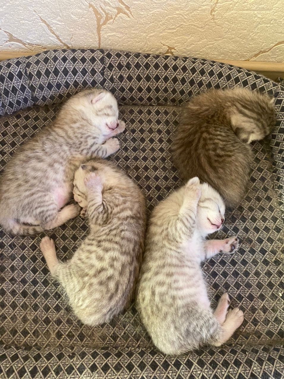 When I decided to call my bros - My, Kittens, Lounger, cat