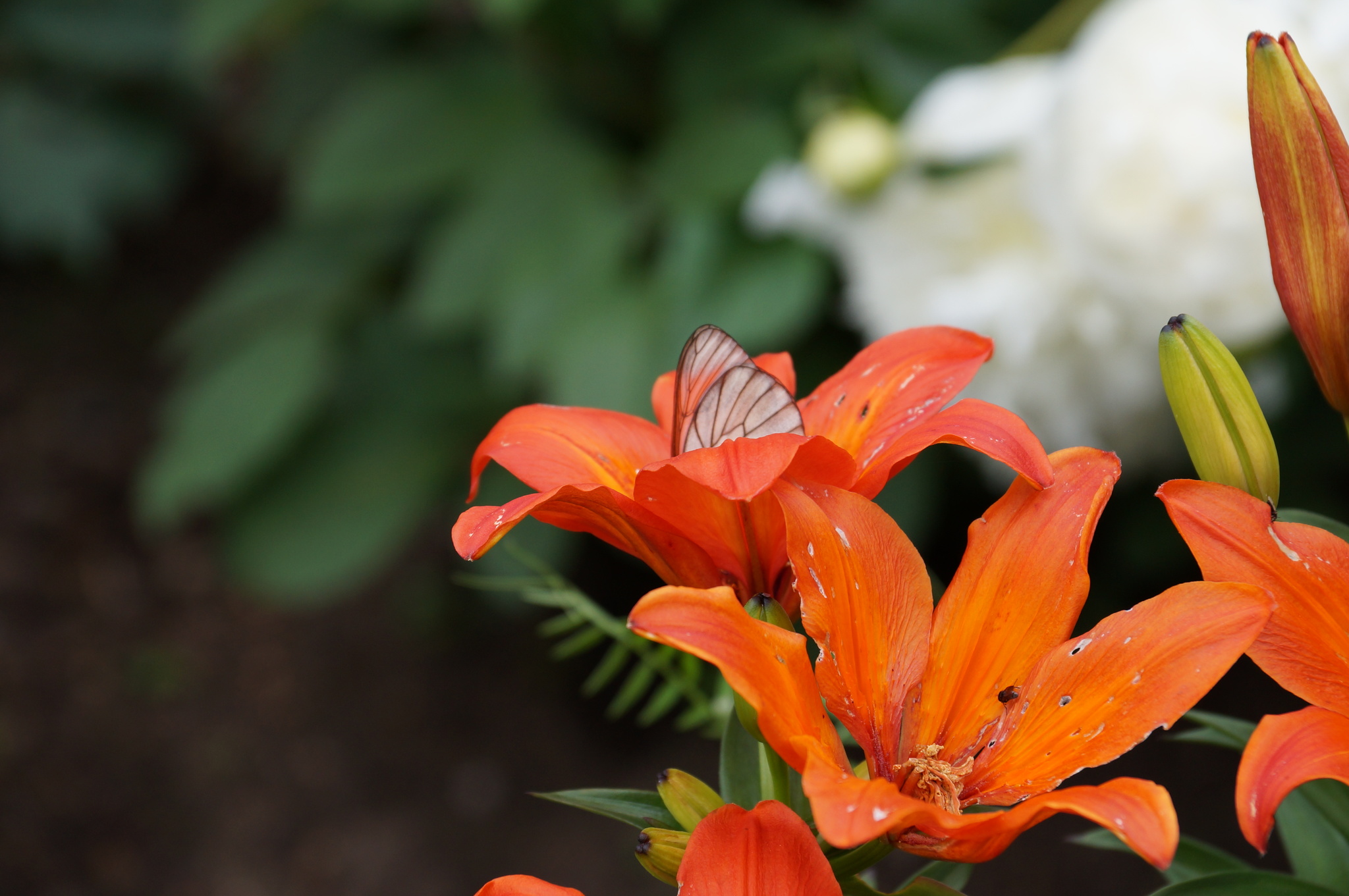 Colors and moments of the past summer - My, Summer, Photo on sneaker, Flowers, Longpost